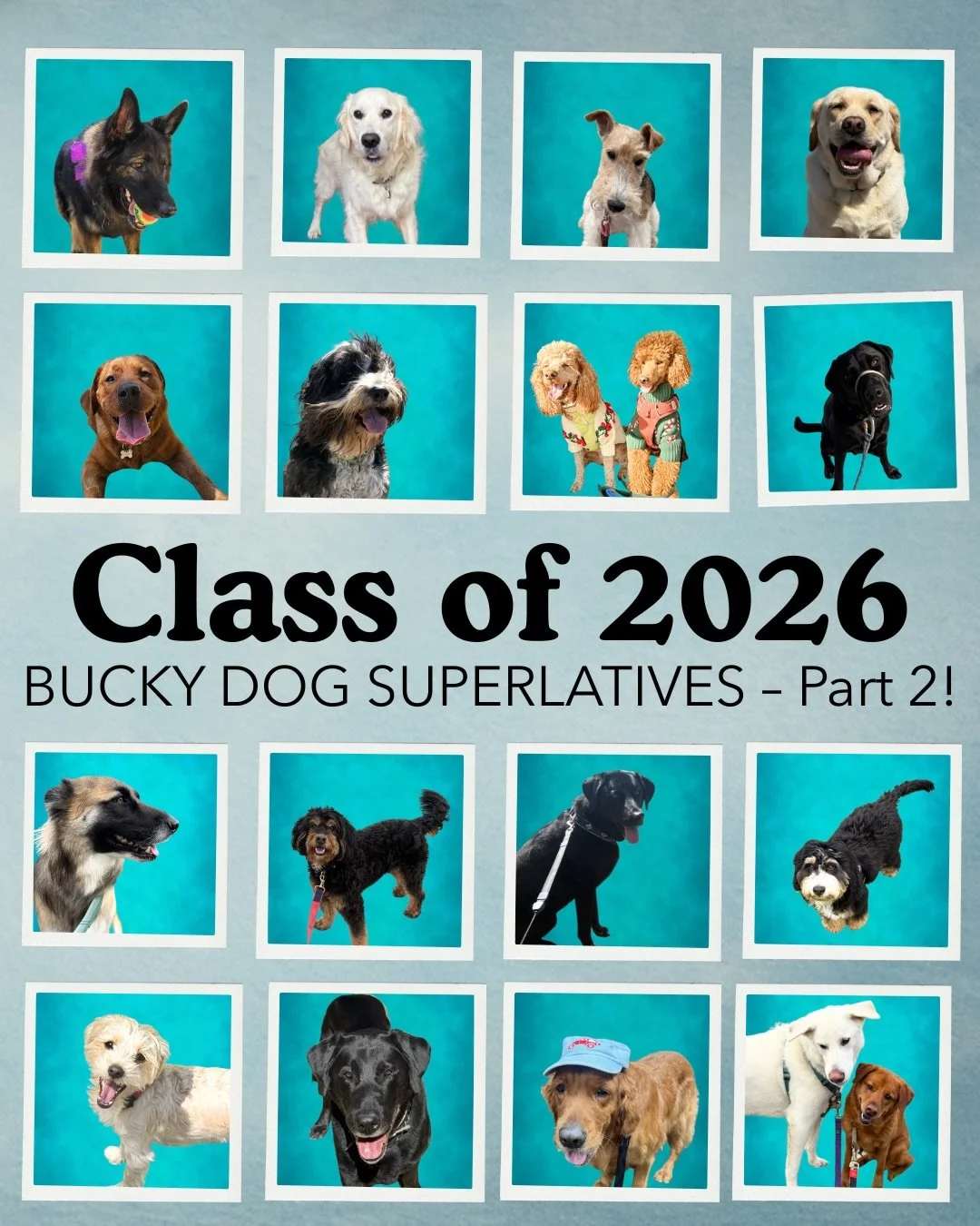 We&rsquo;re back for round two! Our first yearbook went to press and ran out of pages, so we scheduled another picture day to give more of our pack their superlative moment! (So many graduates, we&rsquo;re already working on part 3!)