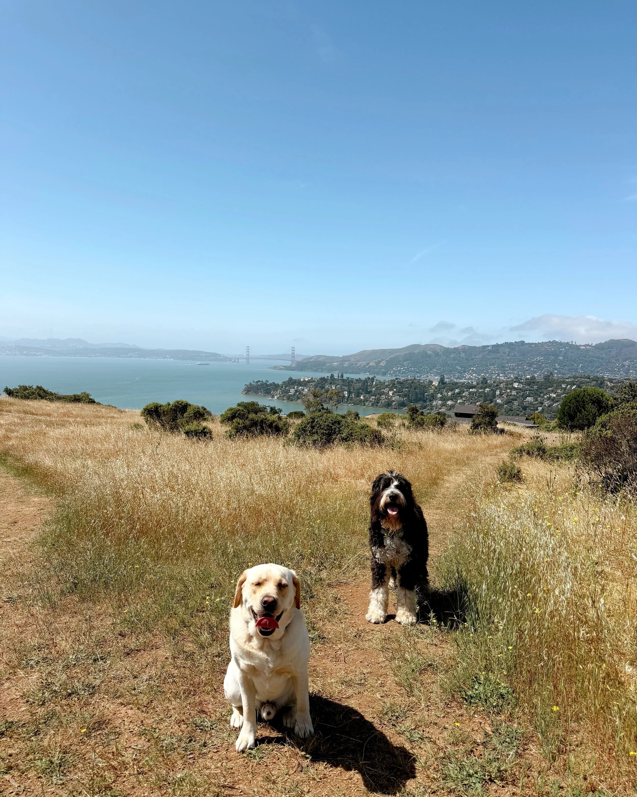 Some scenes from our recent hikes! What a joy to spend our days with the best dogs in Marin ❤️