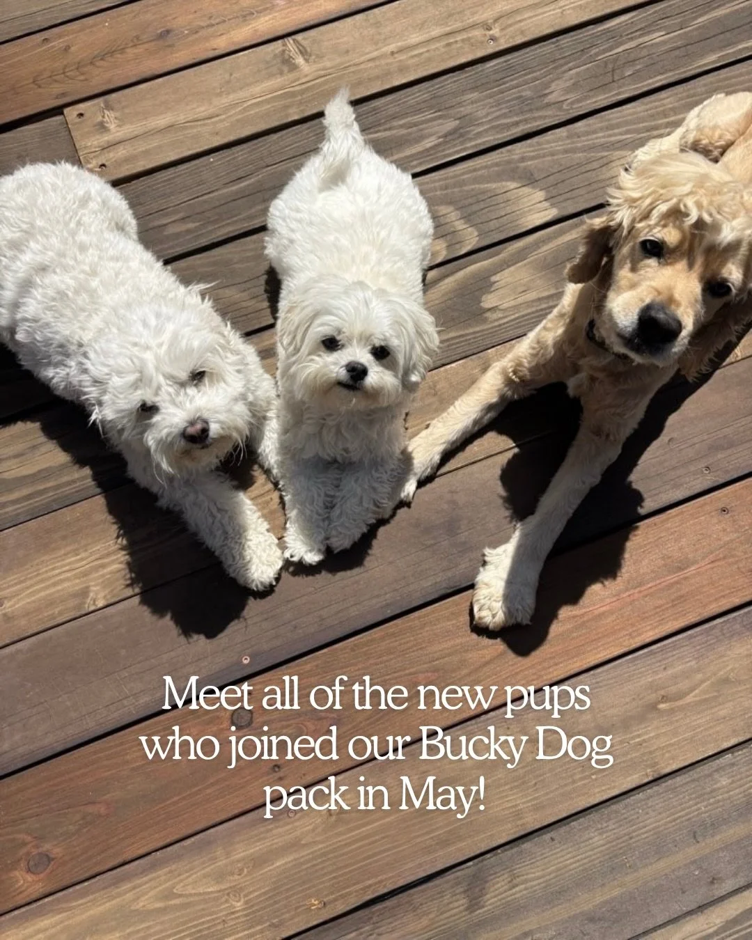 May the four-legged friends be with you! May was a great month full of new faces in our pack. Welcome to all these new friends, we&rsquo;re so happy you&rsquo;re here!