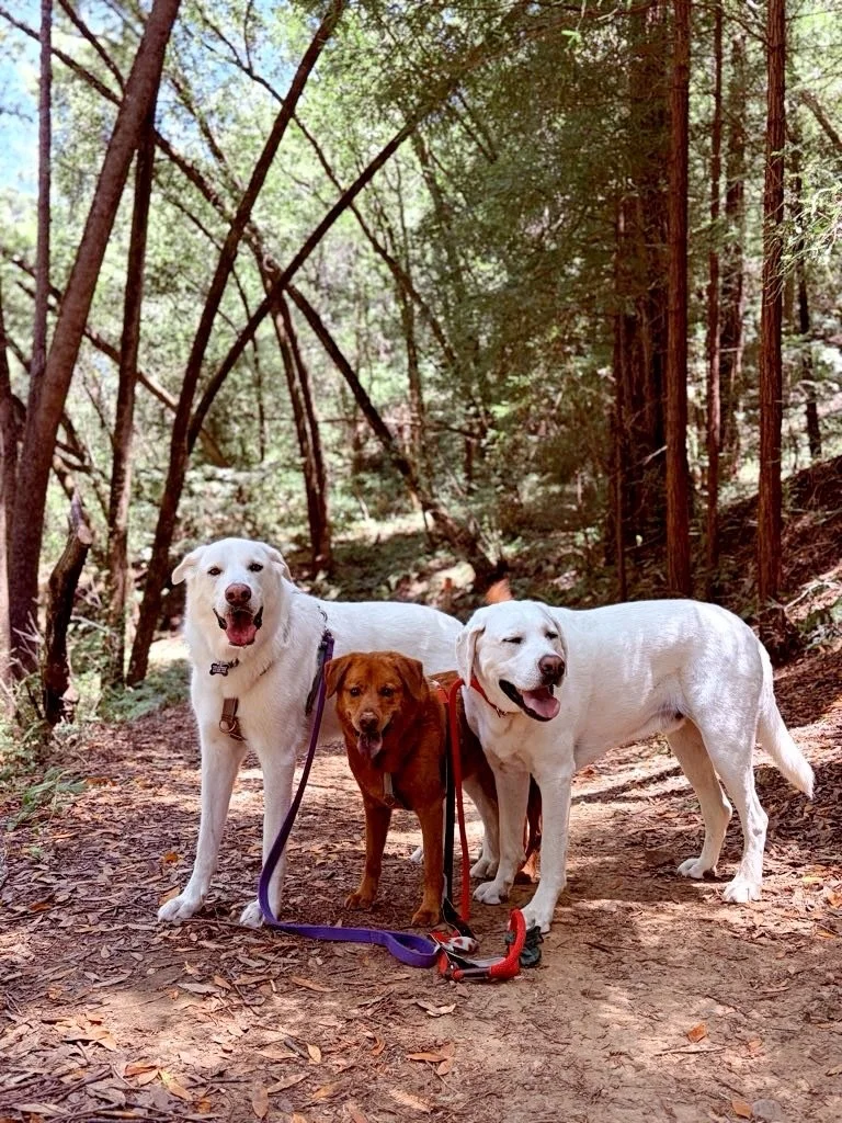 Nothing like a hike with your best friend(s)! There are a lot of amazing things about running a dog walking business, but one of the best is seeing all of the doggie friendships. 🥹❤️
