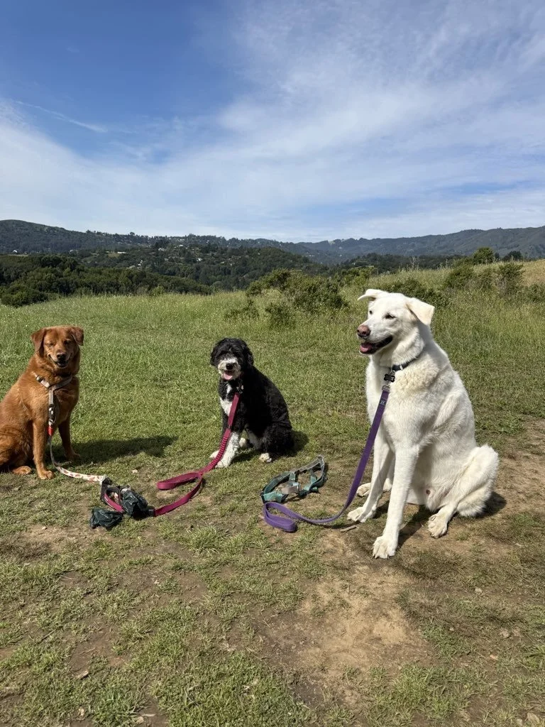 The Best Dog-Friendly Hikes in Southern Marin