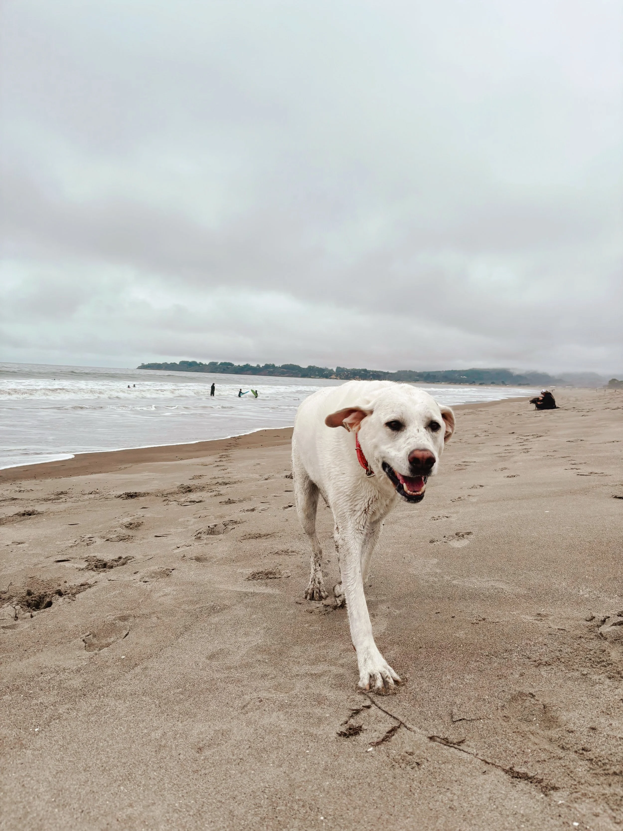 Another week, another beach trip. These are some happy campers! Join this week&rsquo;s Friday Stinson beach trip&mdash;we have a few spots left. Sign your pup up in your Time to Pet portal 🌊🐾