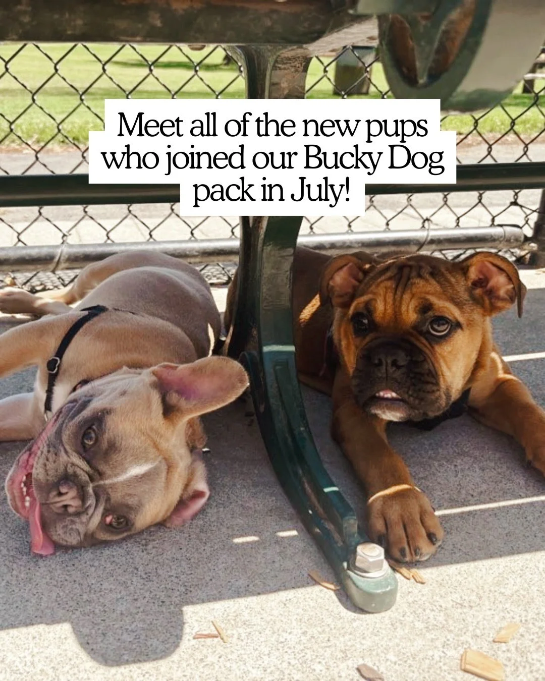 July was a busy month for Bucky Dog! We&rsquo;re over the moon to welcome so many new pups to our pack. It&rsquo;s such a joy getting to know your dogs and their unique, sweet, hilarious personalities!