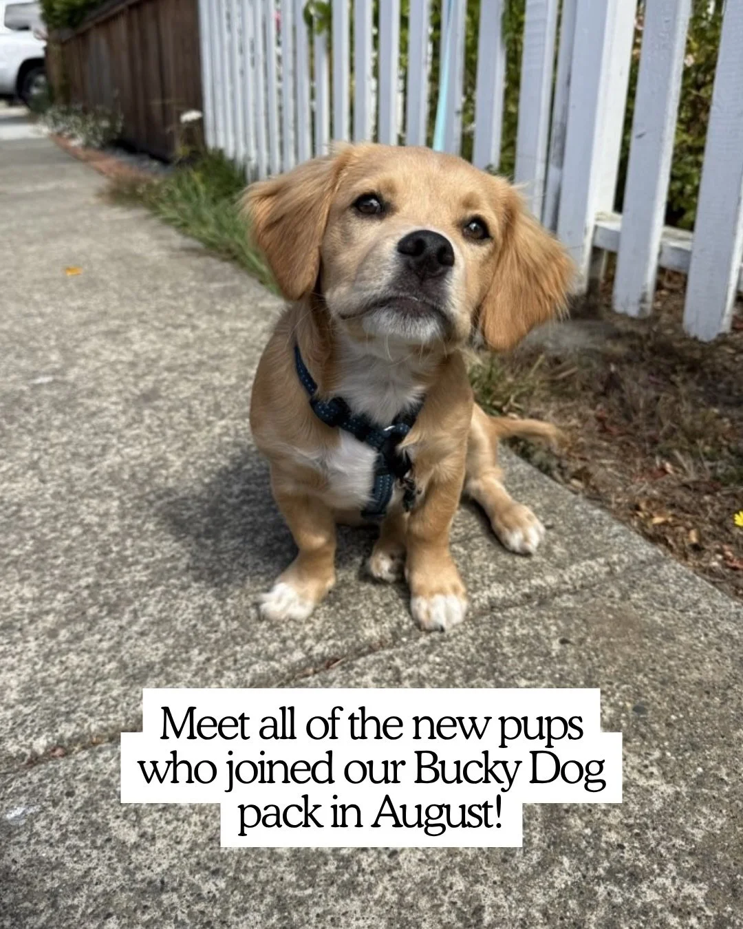 Welcome to our new August pack members!! Just when we thought our pack couldn&rsquo;t get any cuter ❤️ We&rsquo;re so excited to have you here