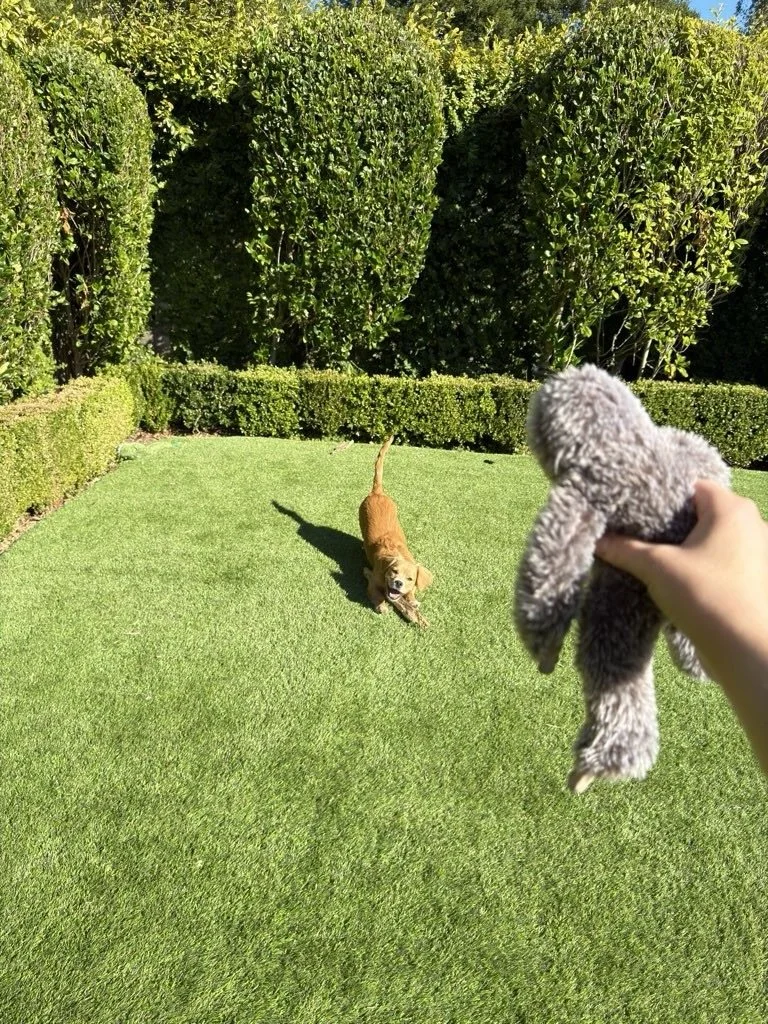 Murray&rsquo;s Toy Story, told in four acts 🦥