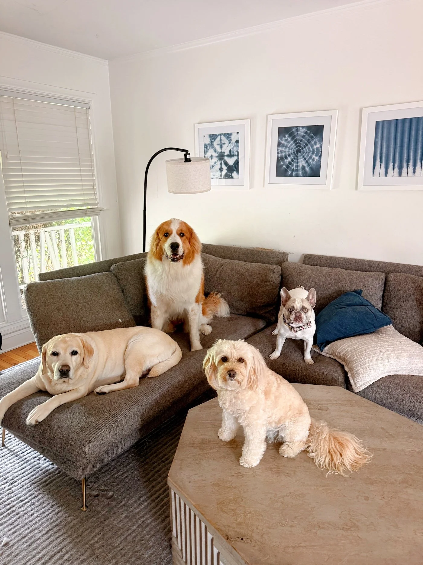 Bucky Dog September Newsletter