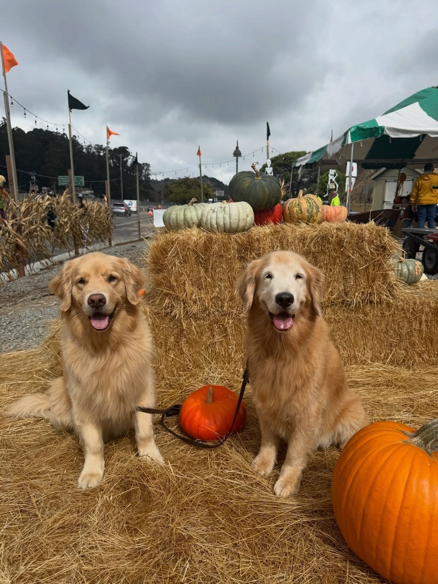 A few festive photos from the Bucky Dog archives. We are ready for fall, no bones about it! 🎃