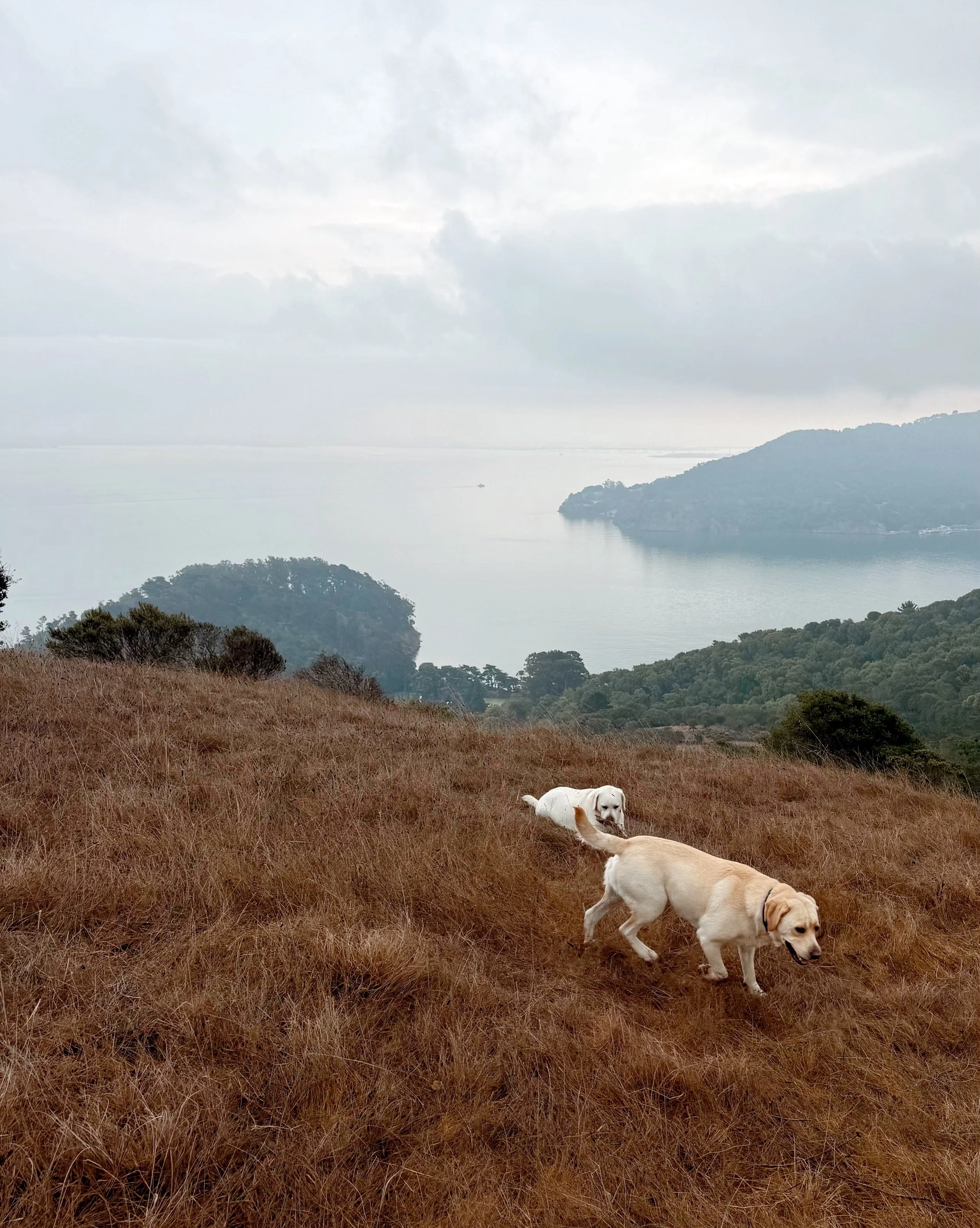 Moody weather, happy pups! Reporting from the top of the world with Tilly and Bear!