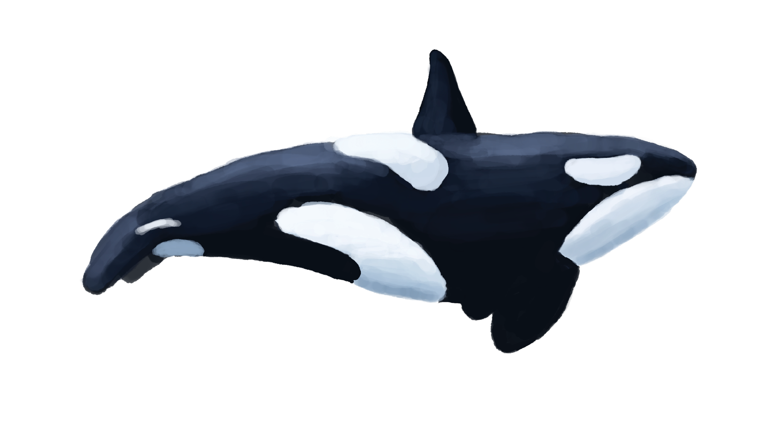 orca.png