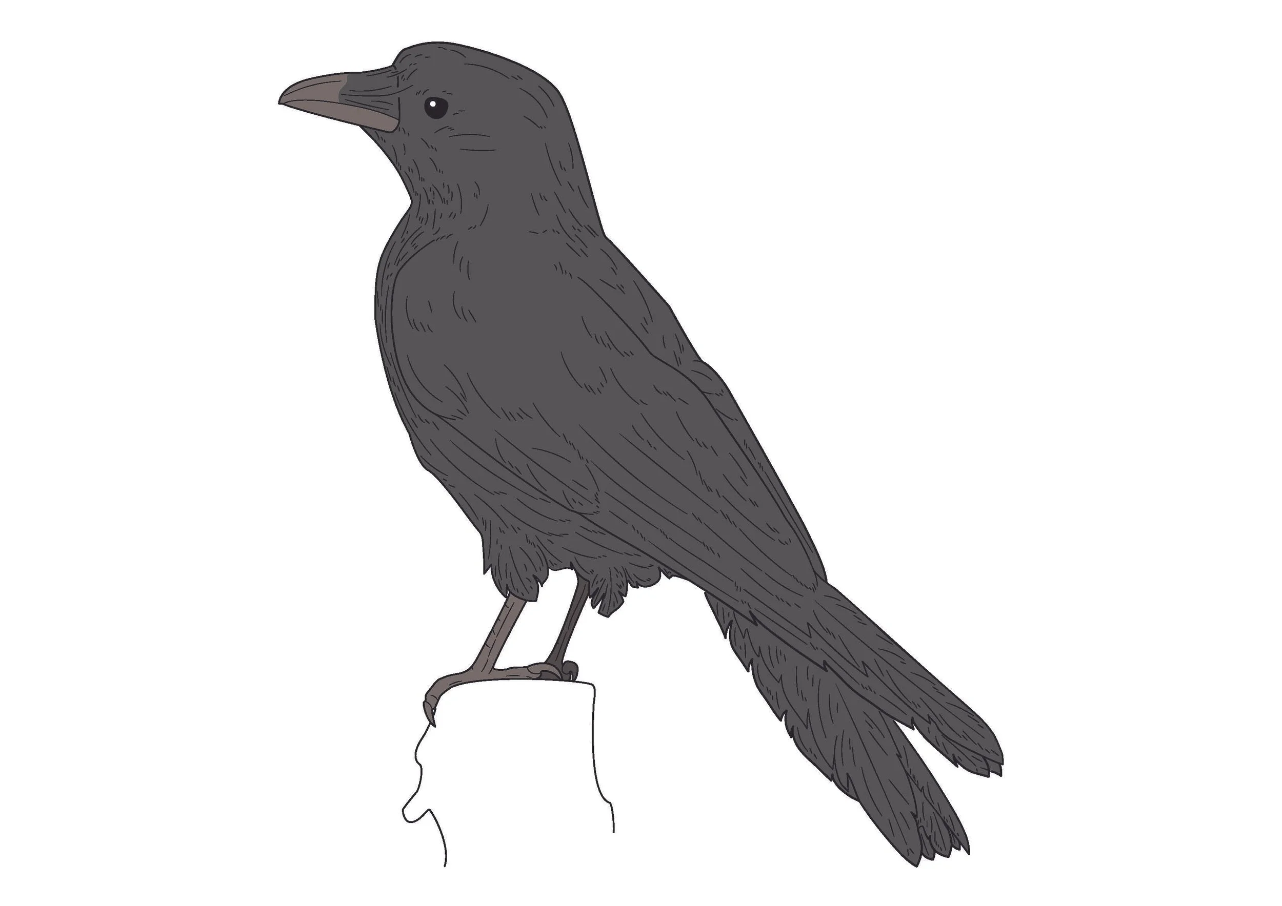 Illustrations
