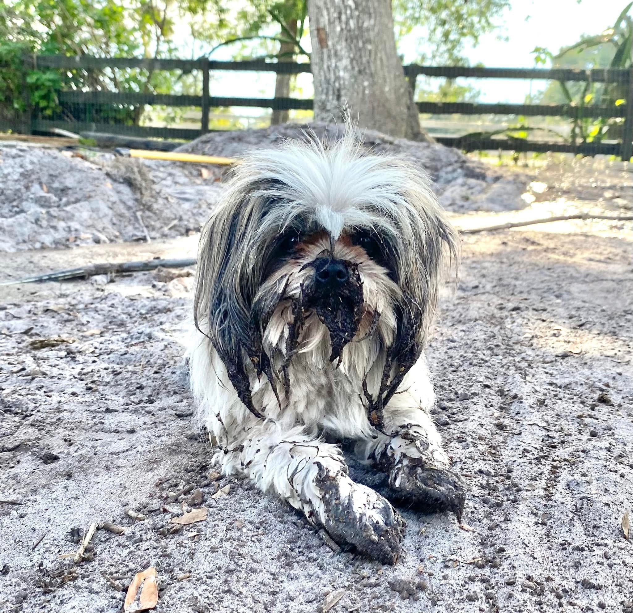 Can we pick any dog? 