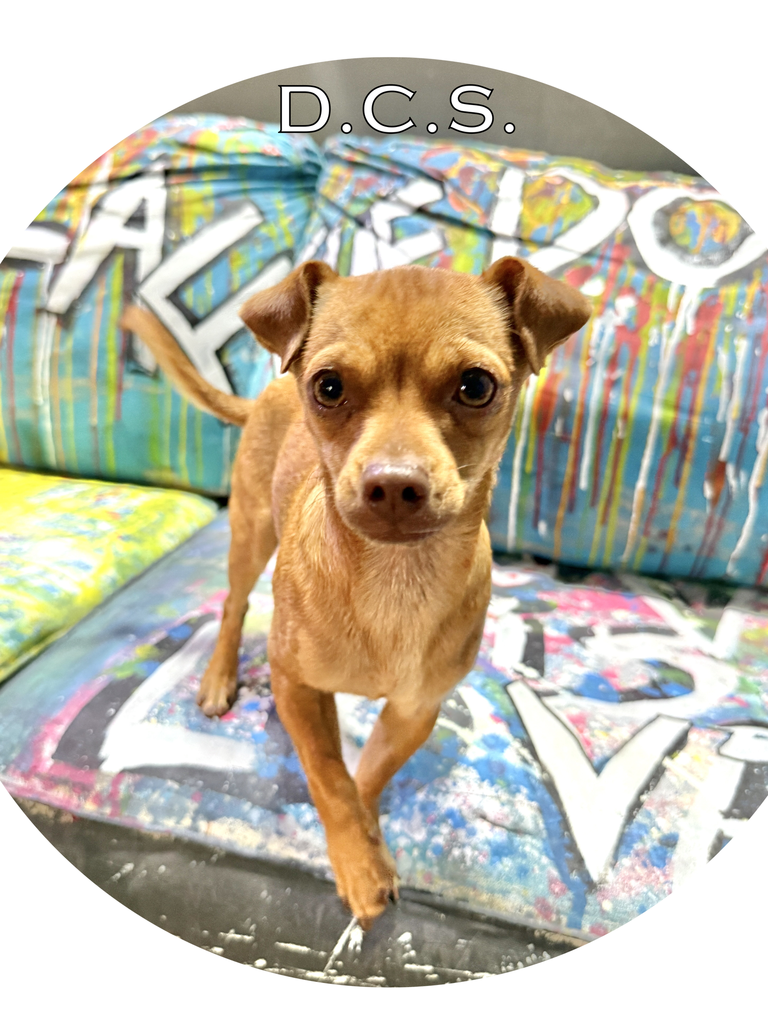 Dog Centered Sanctuary