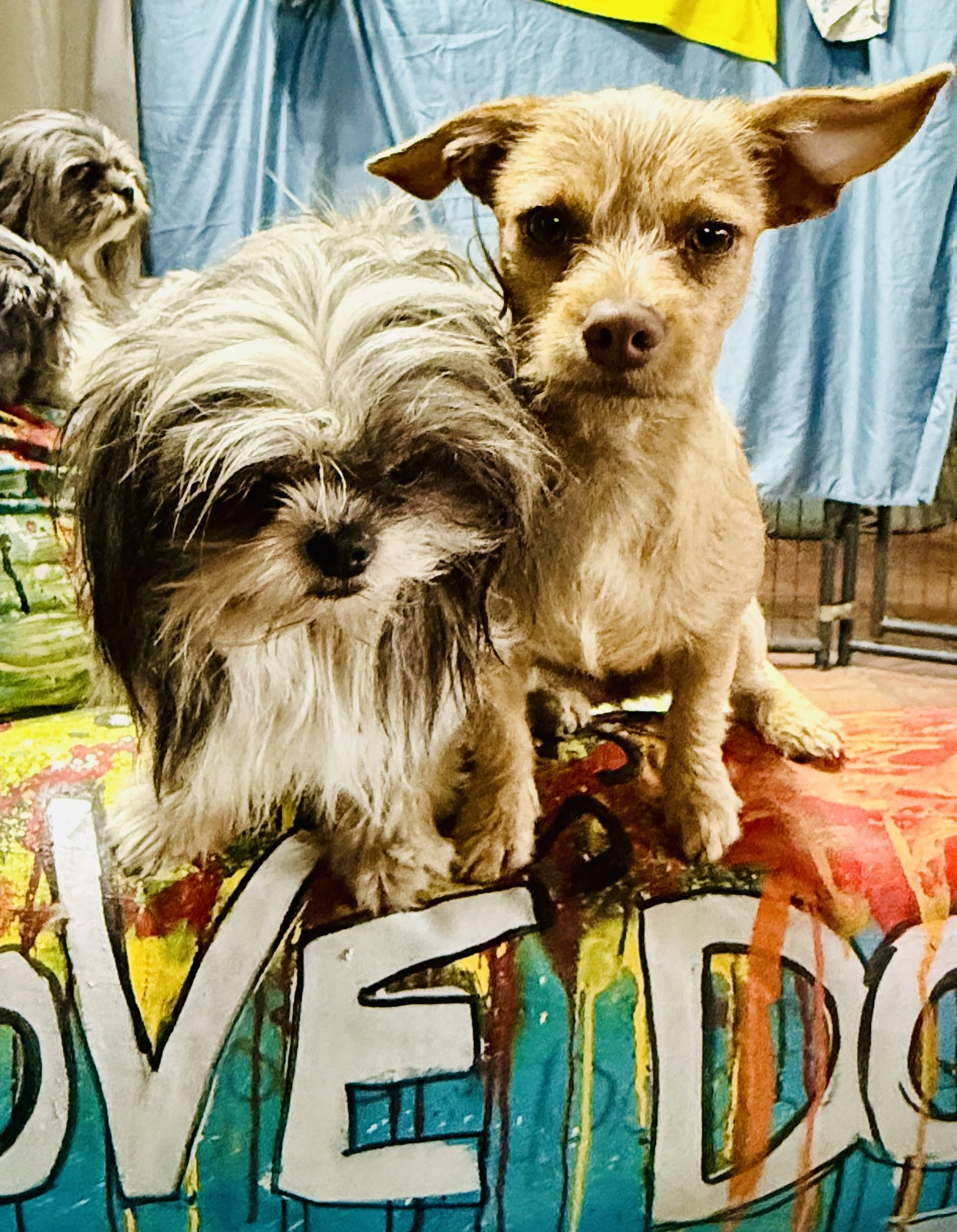 A dog and a dog with long hair standing on a colorful, artistic sign.