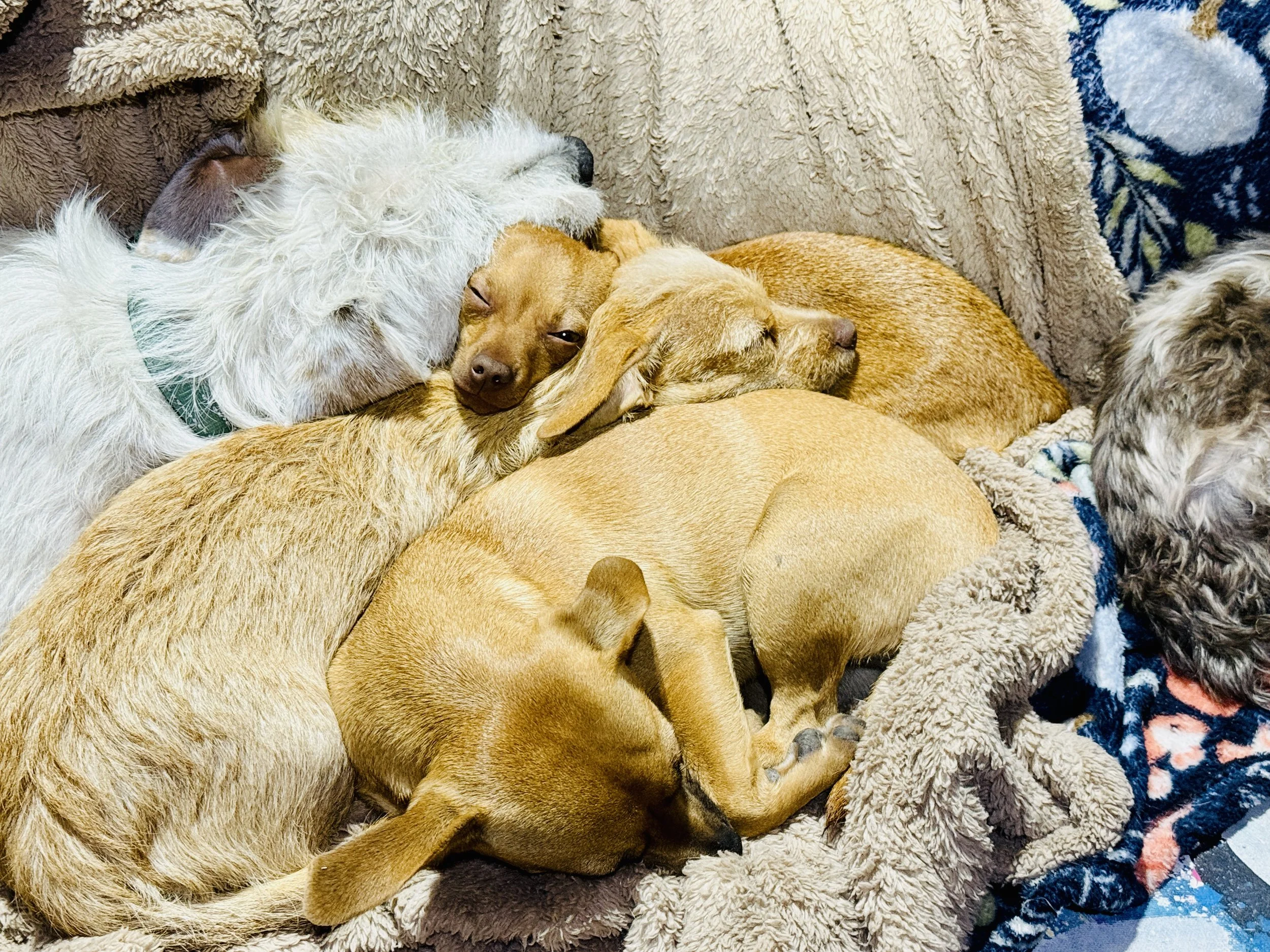 Some pups relaxing together at the dog-centered sanctuary.