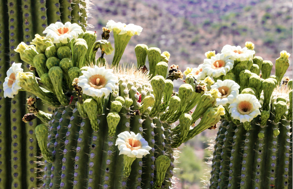 Rodney / "Saguaro Cactus"