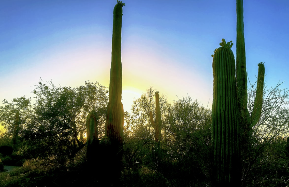 Desert landscape at sunset with tall saguaro cacti and sparse bushes against a colorful sky