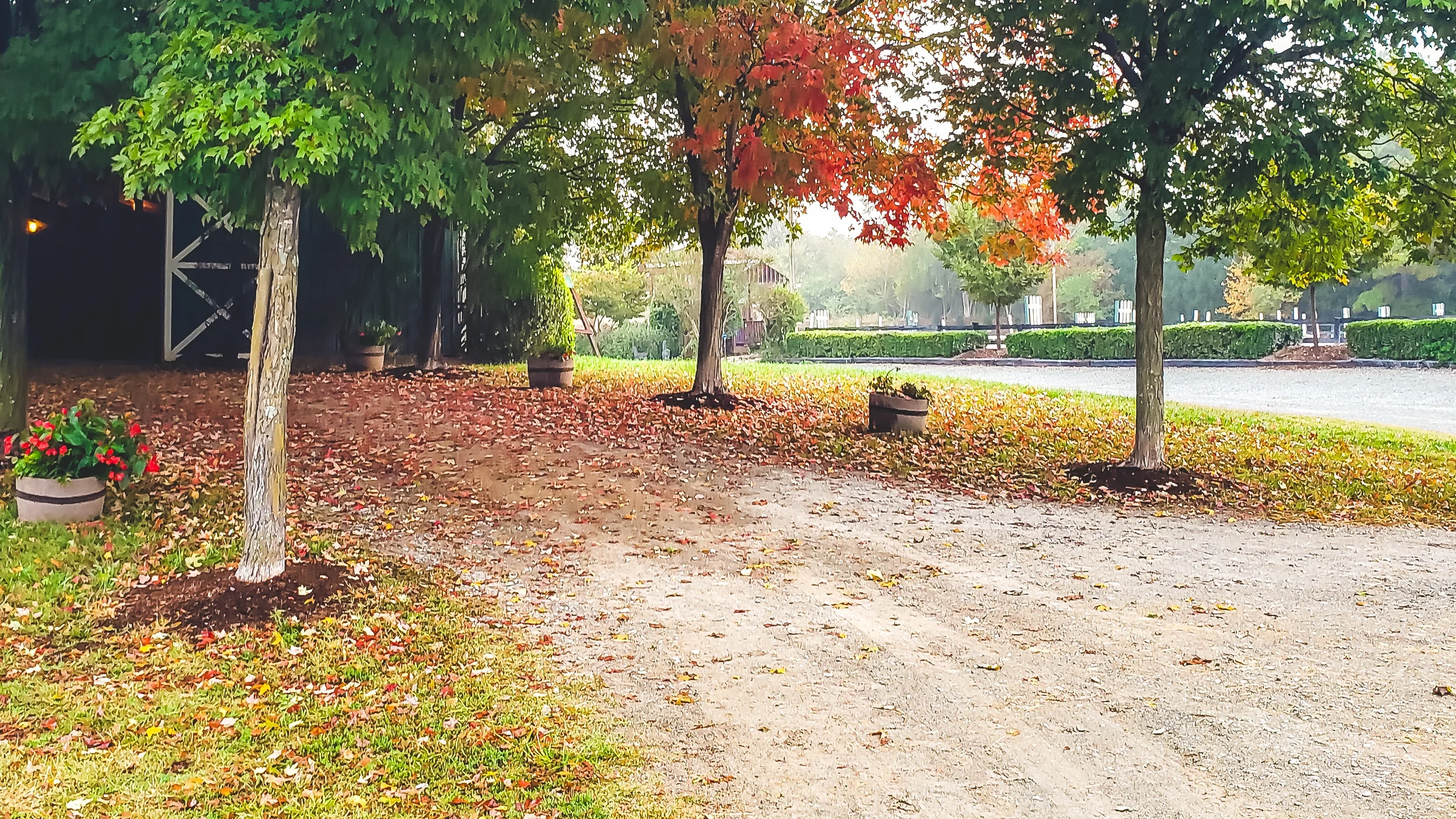 A peaceful outdoor scene featuring a dirt path lined with trees, some with green leaves and others with red and orange autumn foliage. There are flower pots with red flowers along the path. In the background, there is a grassy area with trimmed bushe