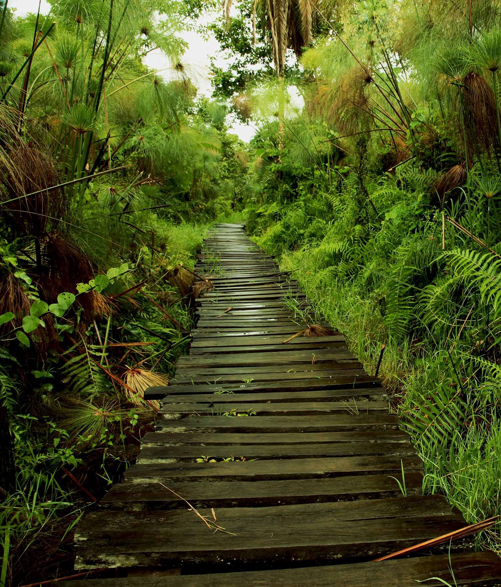 A narrow wooden boardwalk cutting through a lush green jungle pathway.