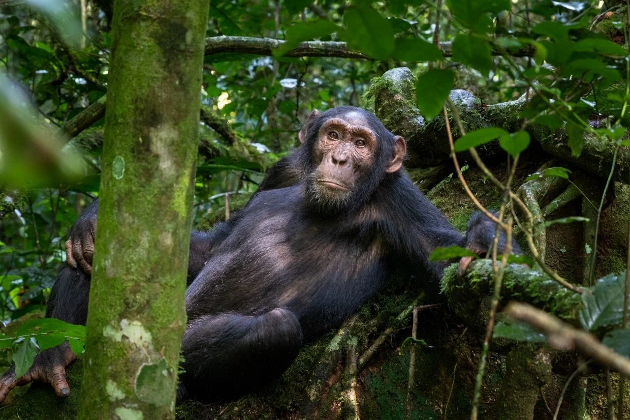 A chimpanzee sitting among dense green foliage in a jungle environment, looking slightly to the side with a thoughtful expression.