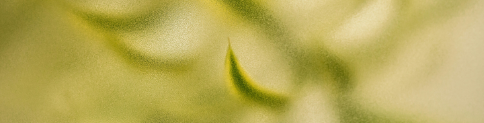 Close-up of a green leaf with some out-of-focus foliage in the background.