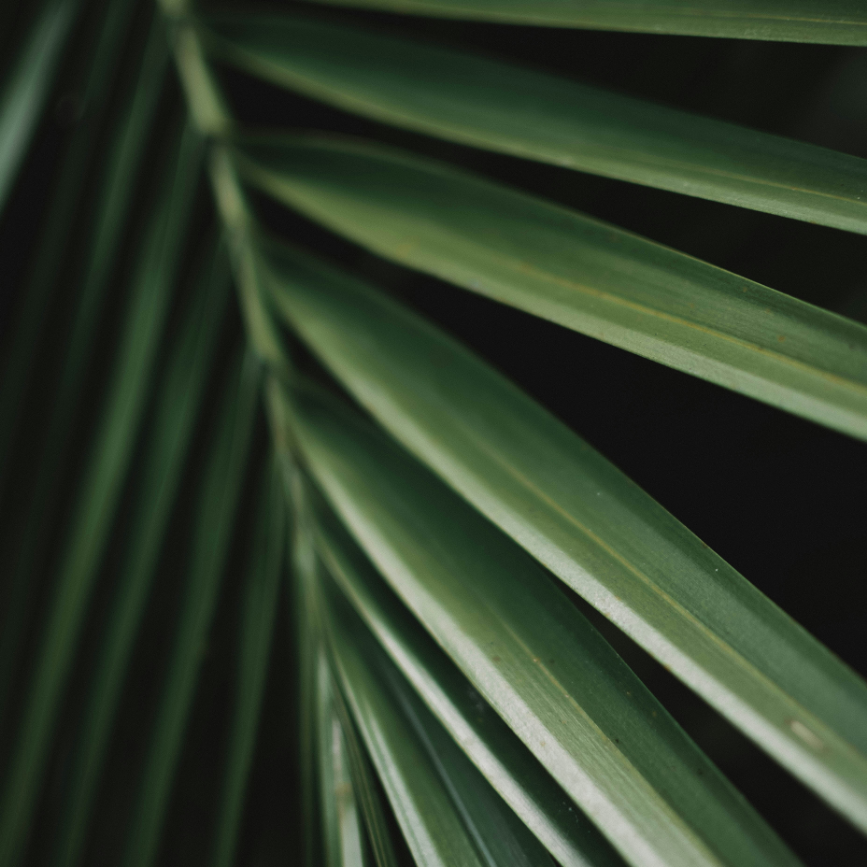 Close-up of green palm leaves with a dark background.