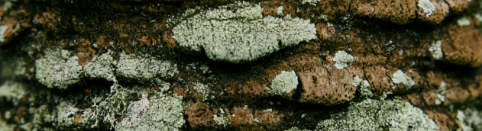 Close-up of lichen-covered rocks.