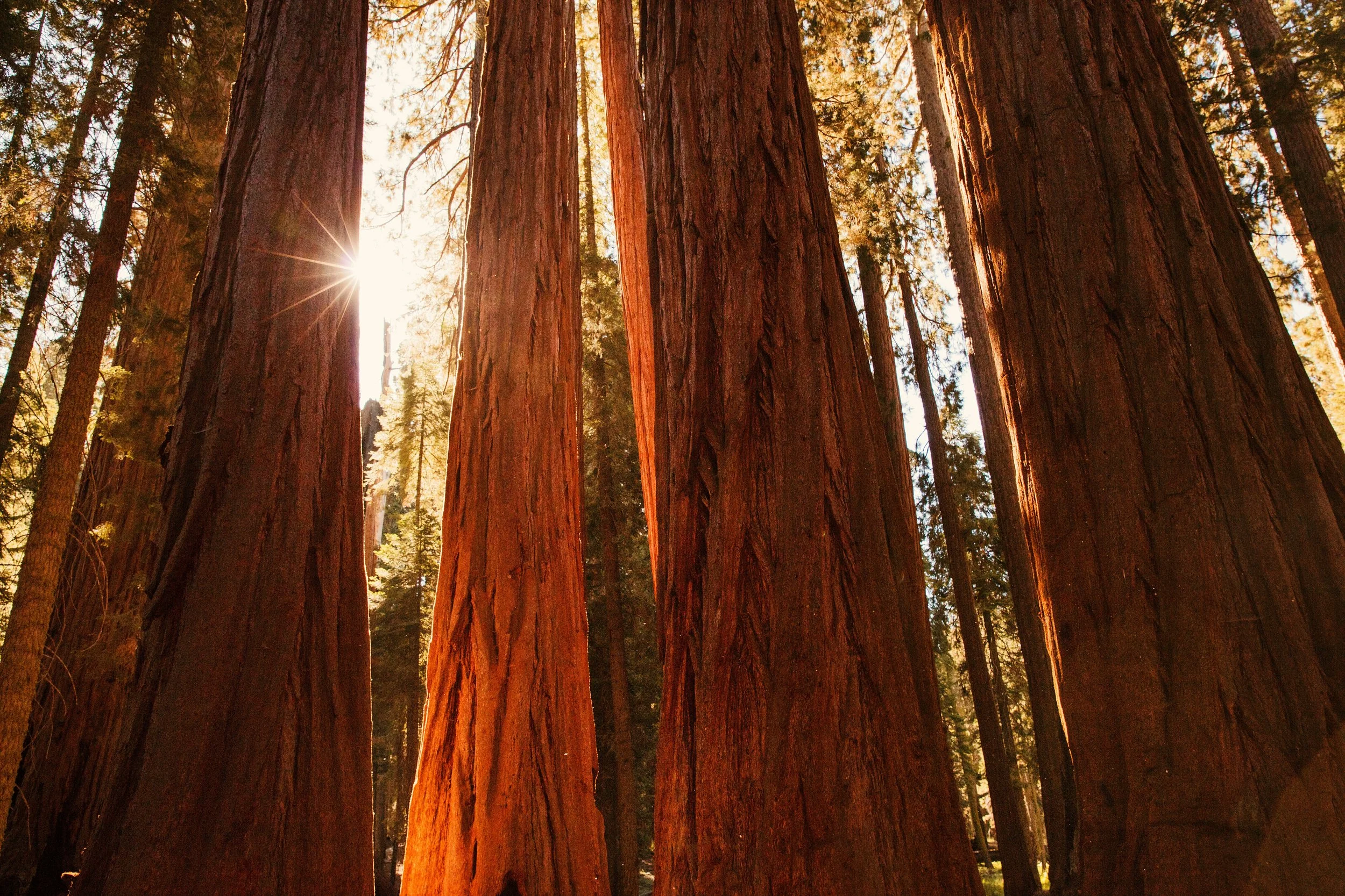 Close-up view of giant redwood trees with sunlight shining through the trees.