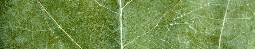 Close-up of a green leaf showing detailed veins and leaf texture.