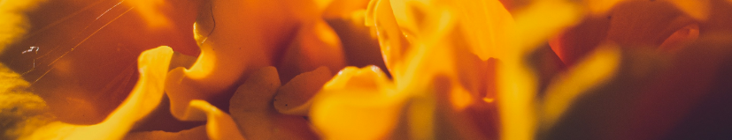 Close-up of yellow flowers