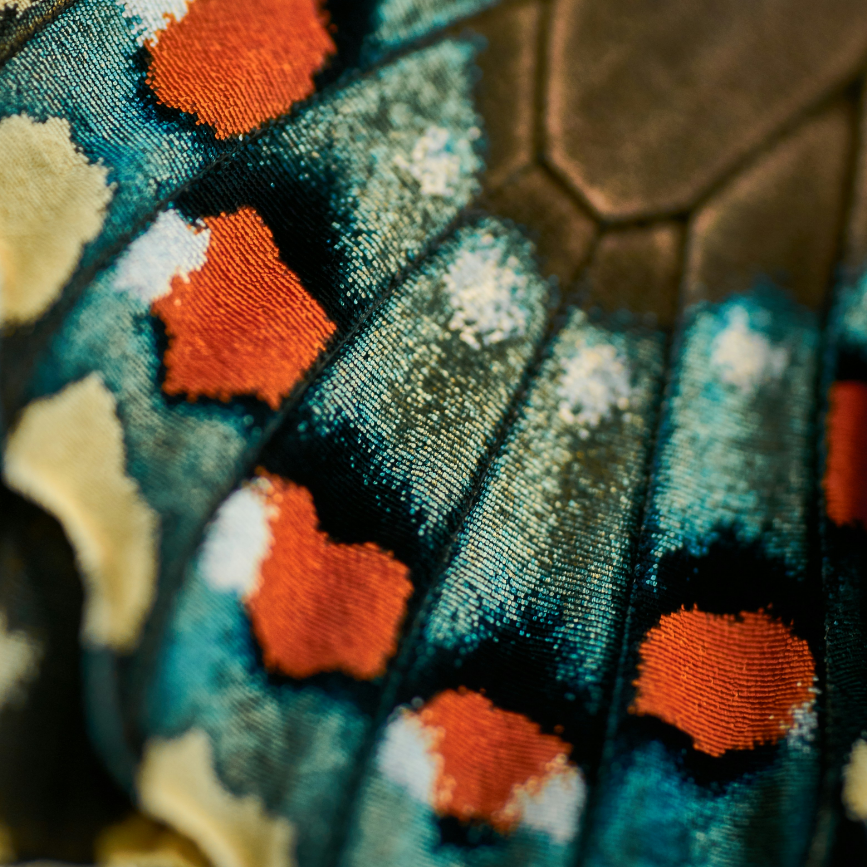 Close-up of butterfly wings