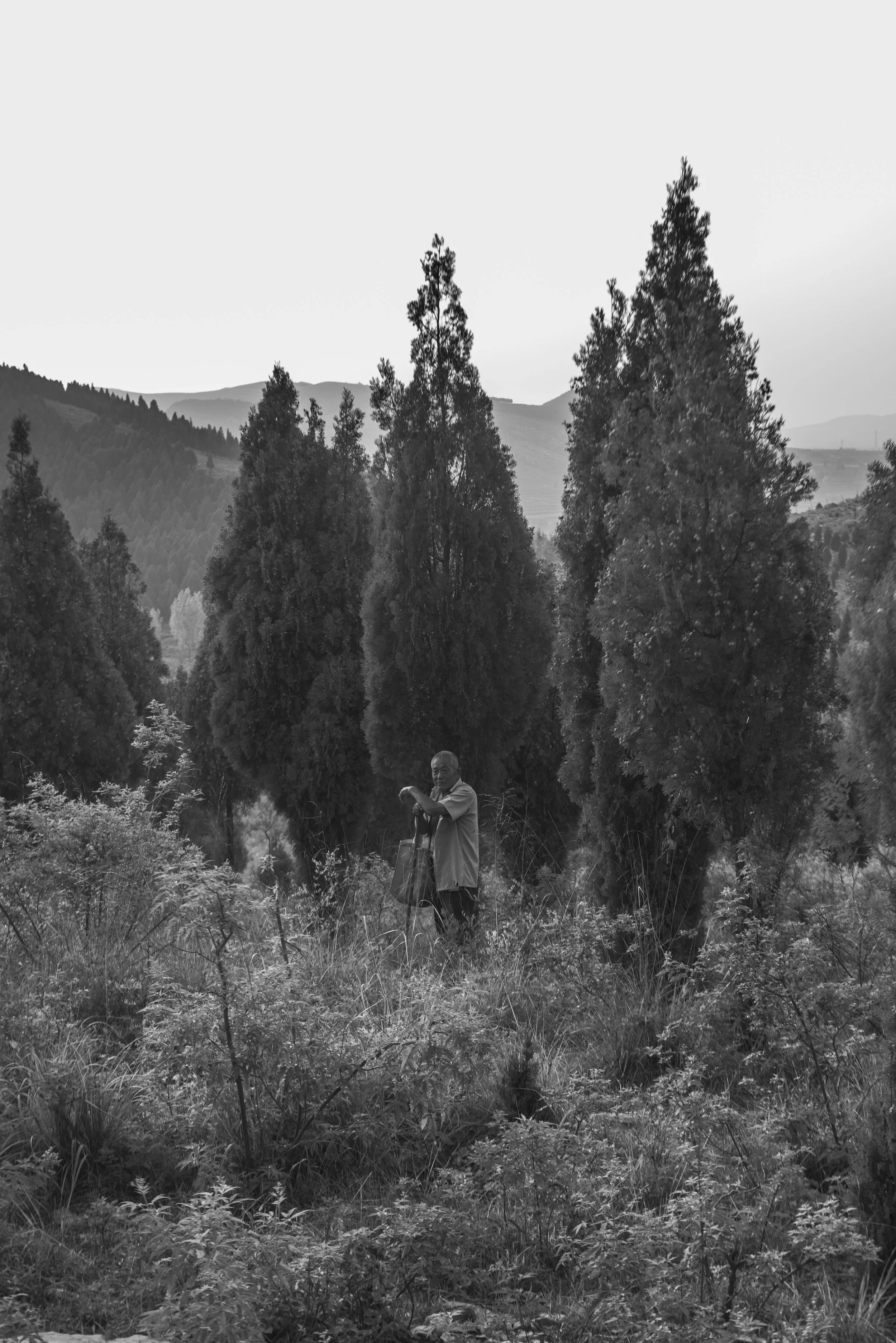 A man standing among tall trees and shrubs in a mountainous landscape, in black and white.