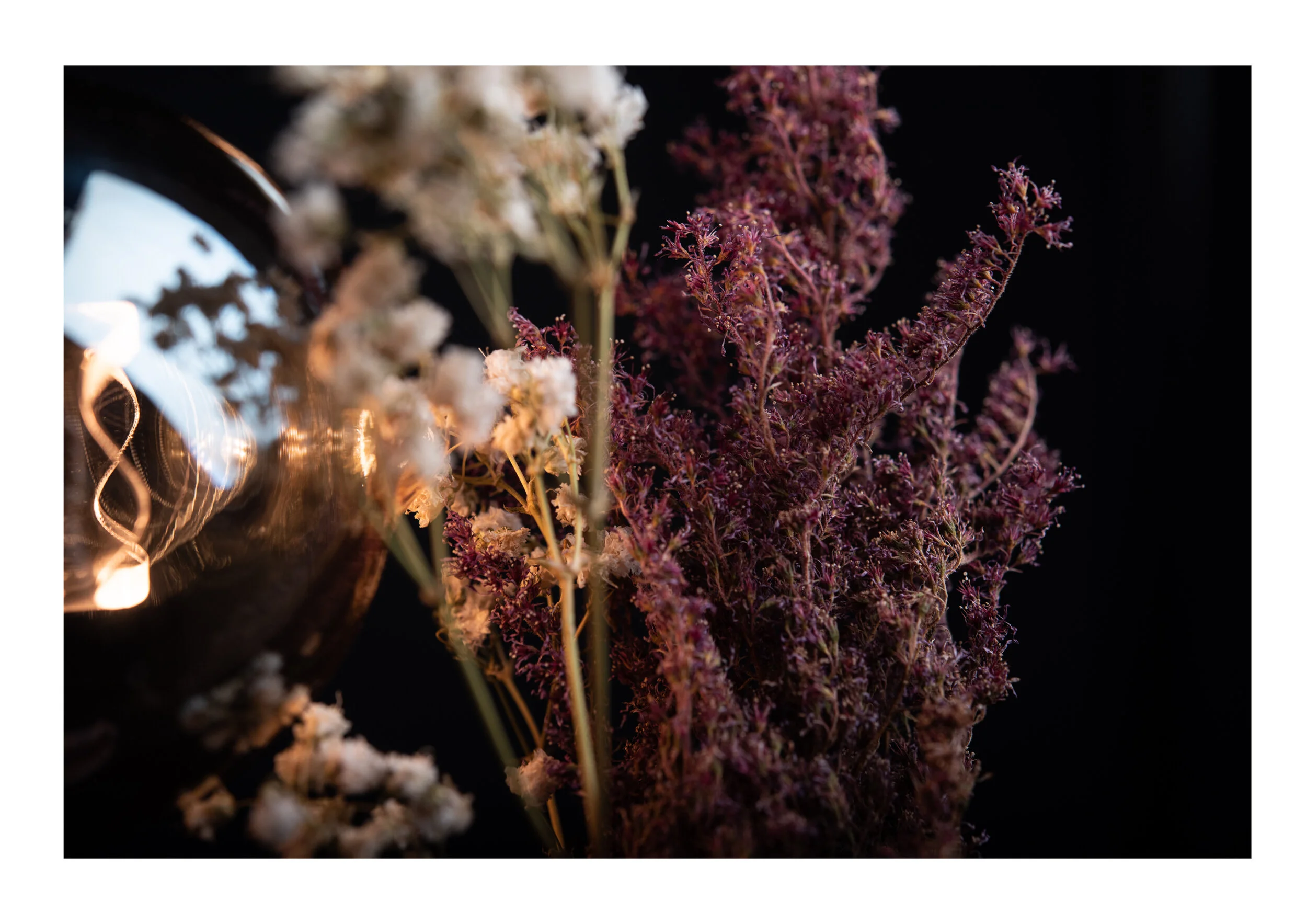 Close-up of white and purple dried flowers against a black background, with a reflective silver object partially visible on the left.