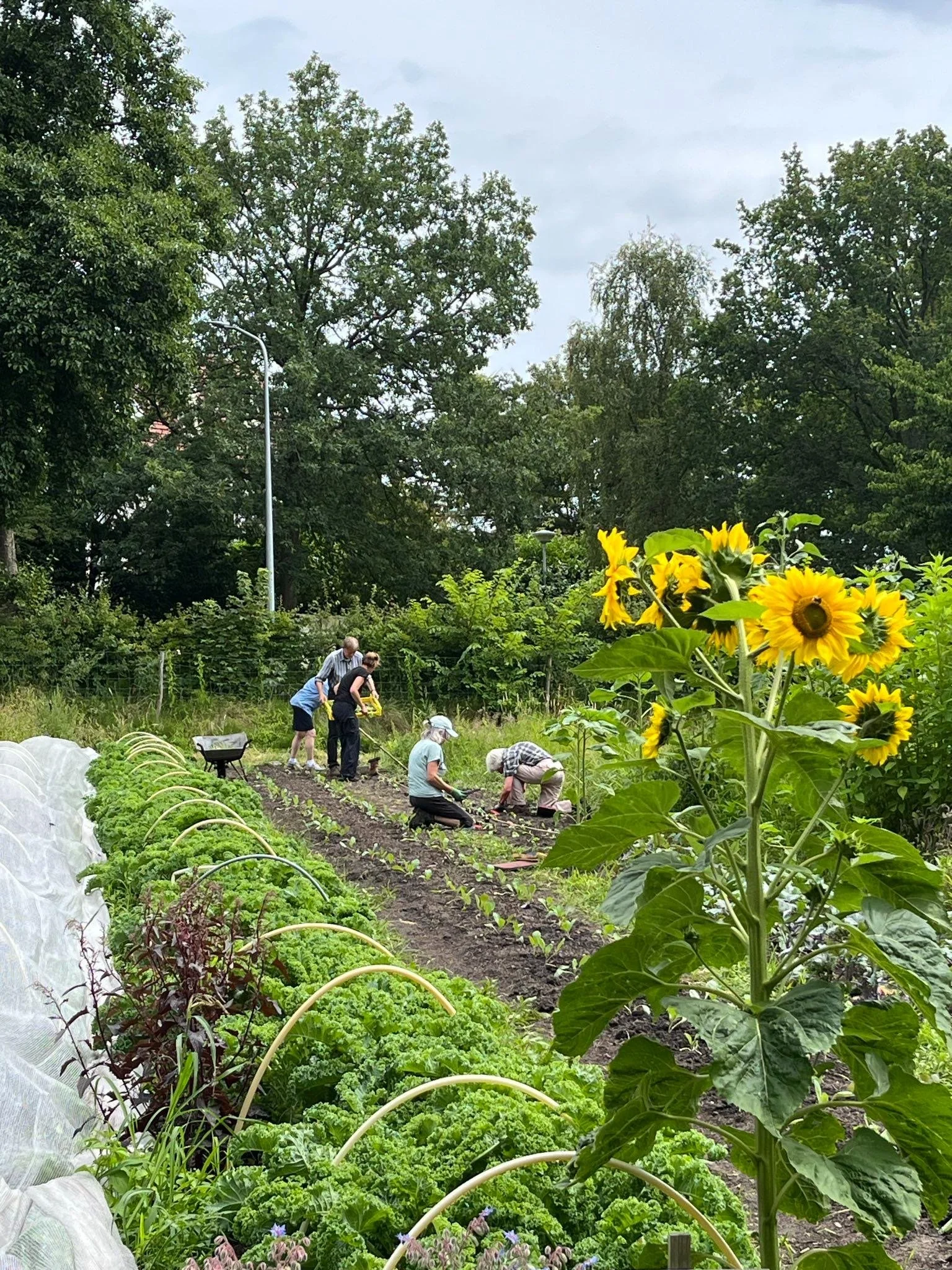 Mensen werken in een tuin vol met groene planten en bloemen, waaronder zonnebloemen.