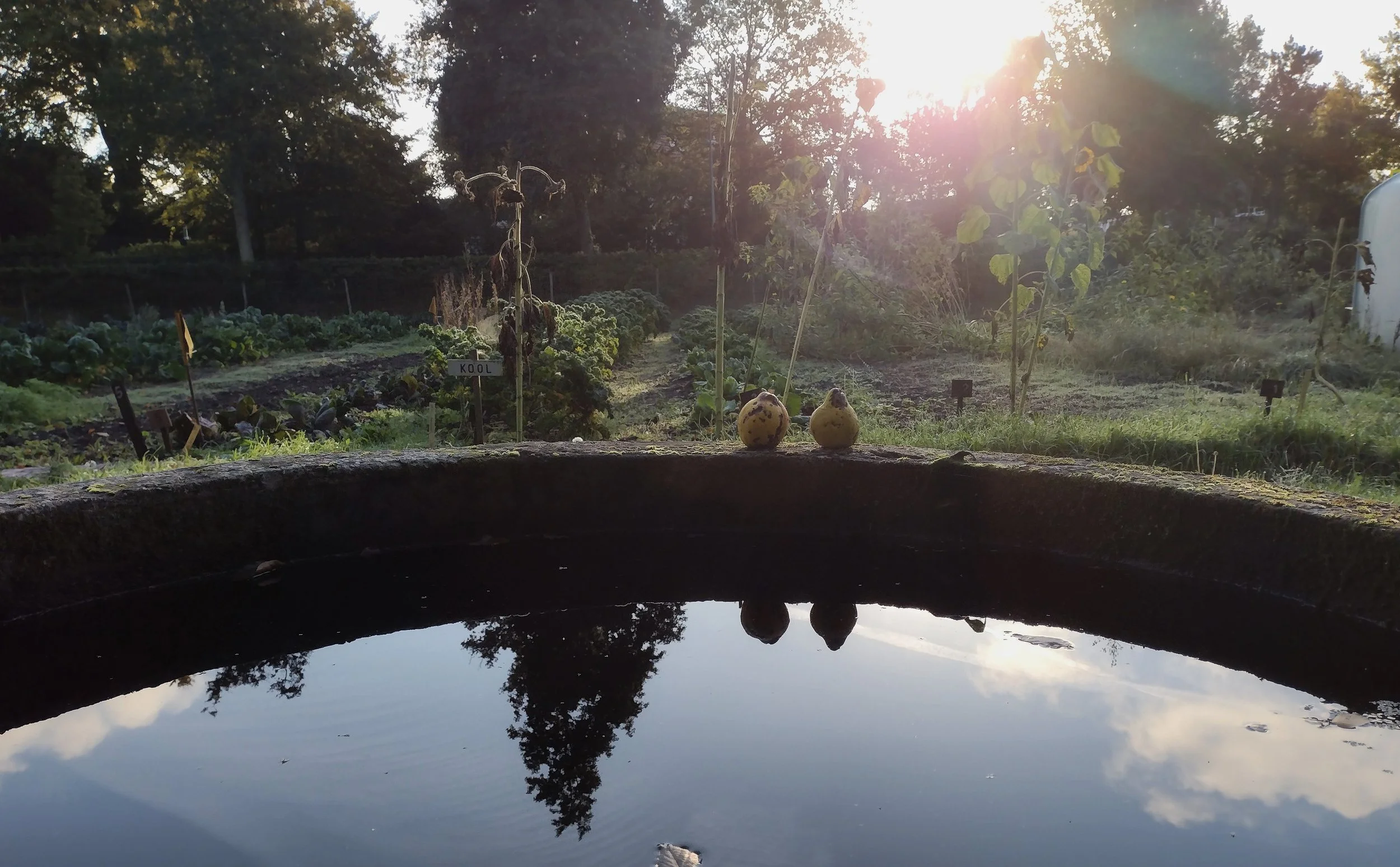 Tuin met twee eieren op een rand, met een waterbak die de lucht en bomen reflecteert, tijdens zonsondergang of zonsopgang.