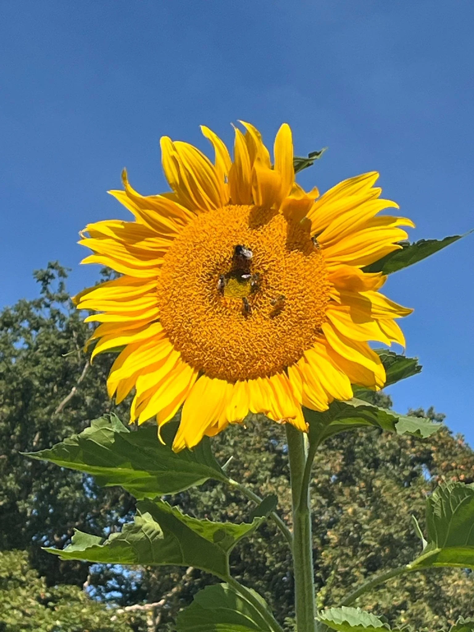 Zonnebloem met bijen die nectar verzamelen, tegen een heldere blauwe lucht.