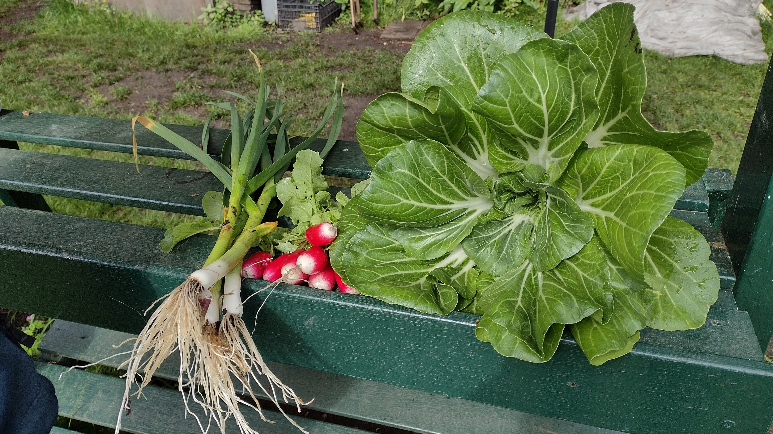 Radijzen, groen uitziende sla en groene ui op een bankje in de tuin.