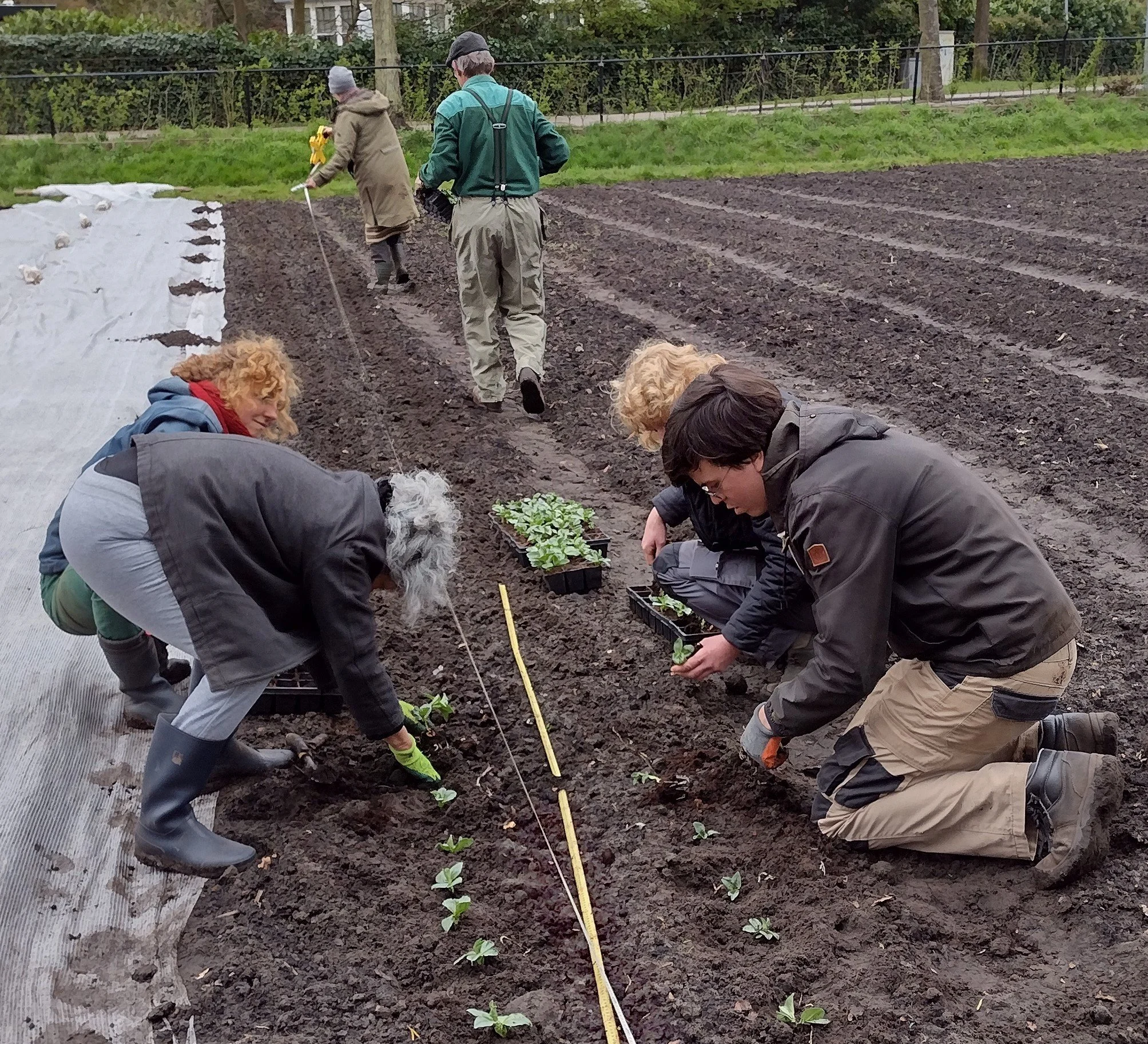 Mensen planten jonge groenten in de rij in een tuin of veld.