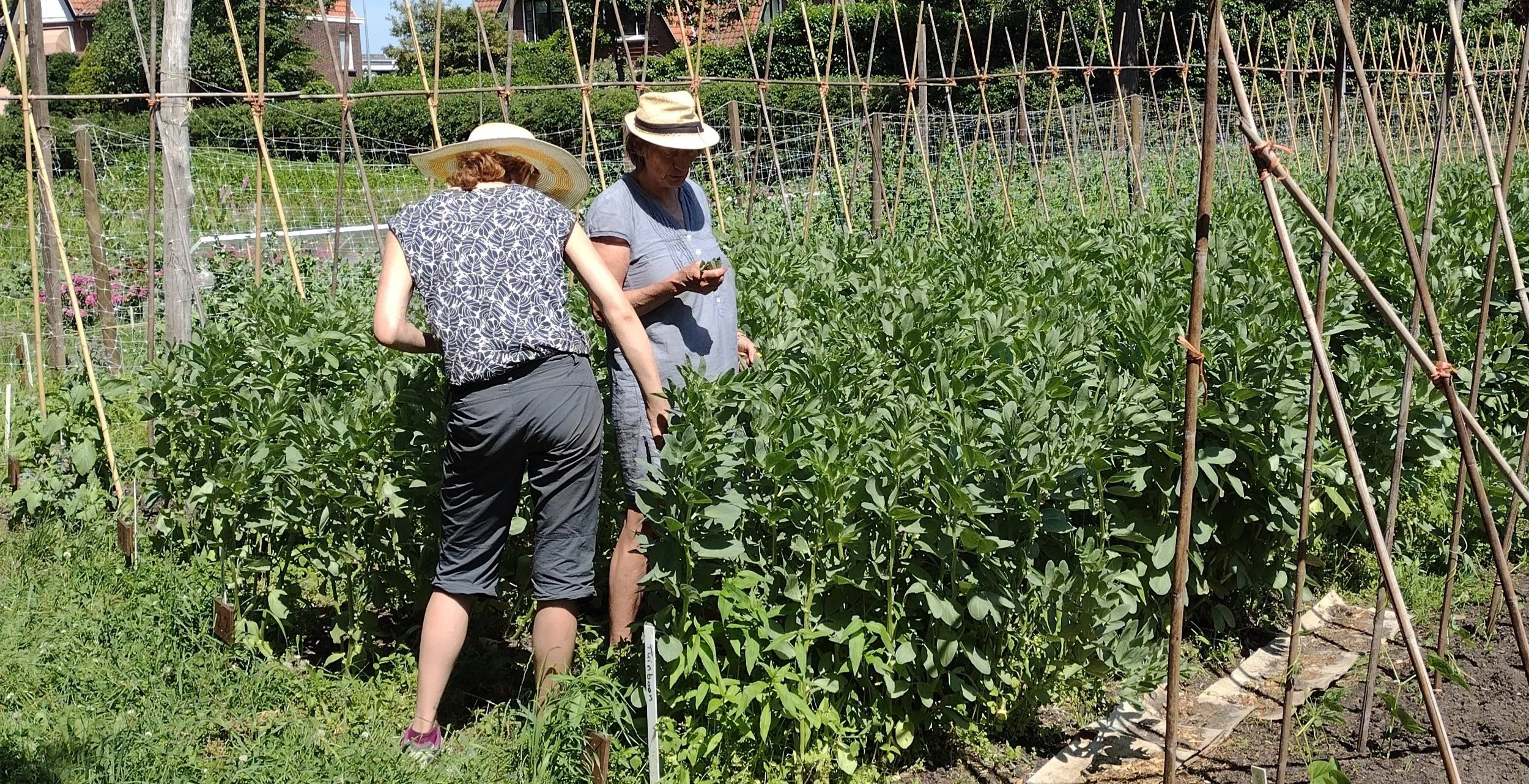 Twee vrouwen bekijken planten in een moestuin met een ondersteuningsrek van stokken.