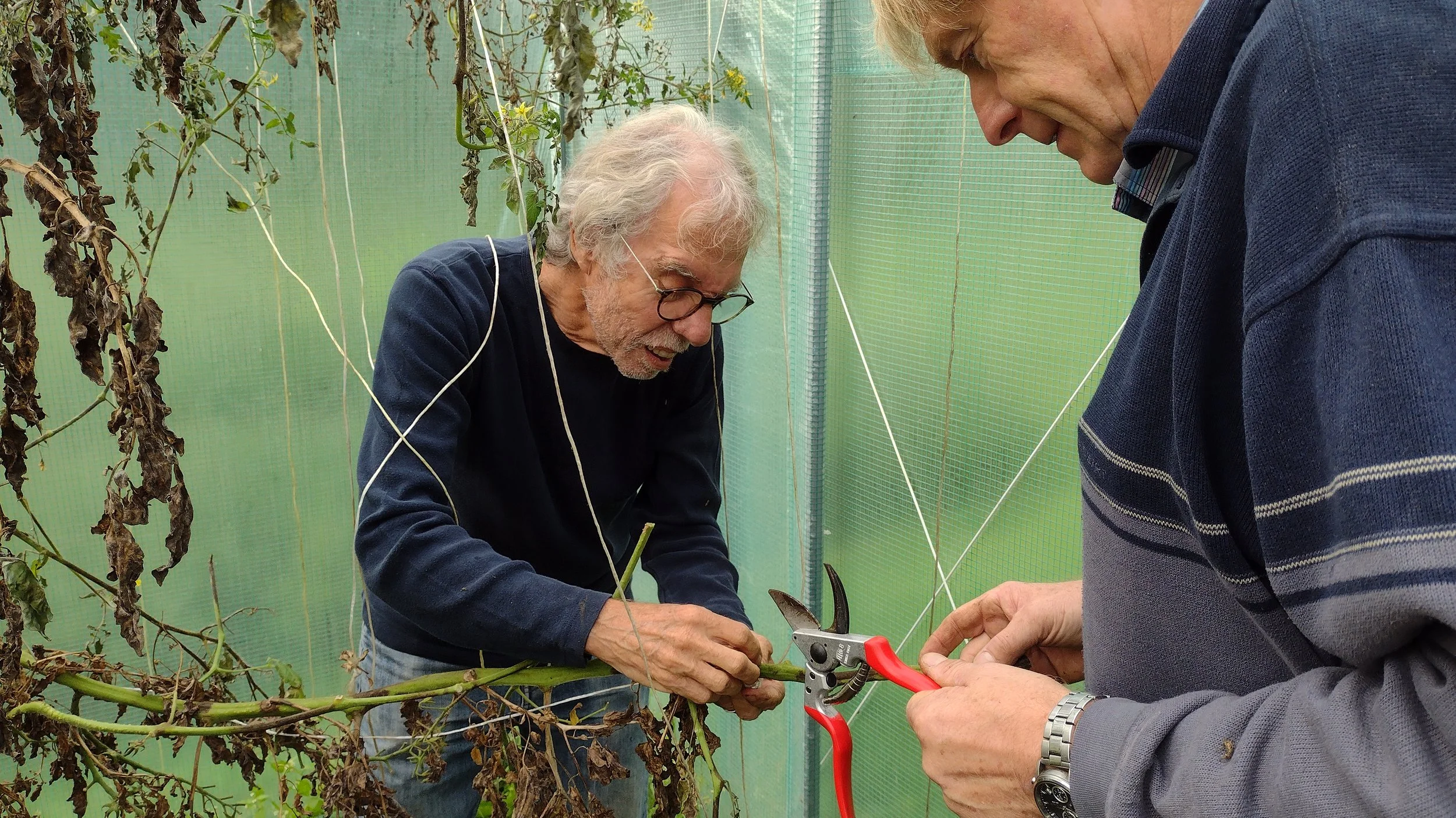 Twee oudere mannen die snoeien in een kas met groene plastic muren, een met een tang, de andere met een snoeischaar.