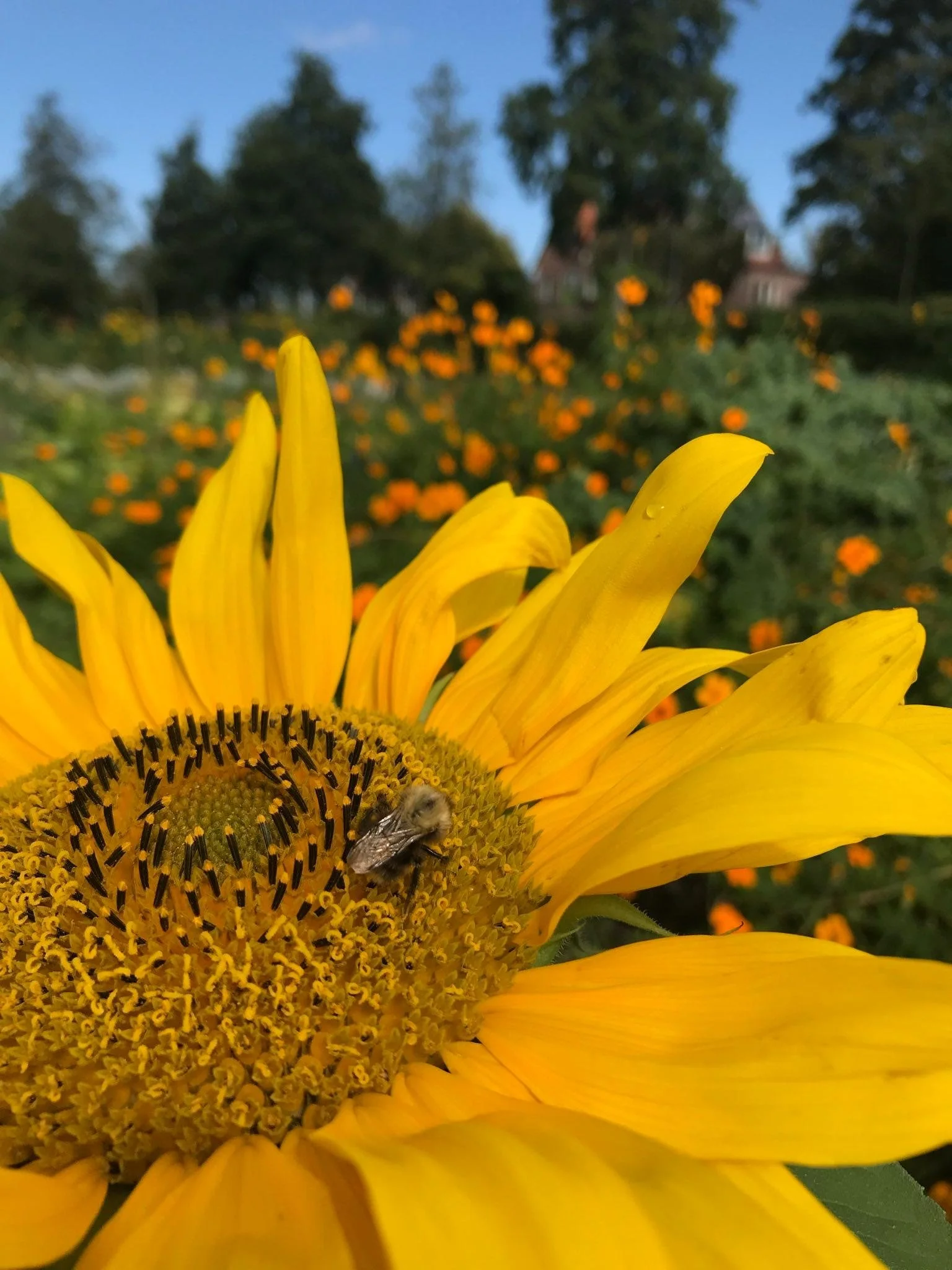 Close-up van een gele zonnebloem met een bij erop, in een veld met oranje bloemen en een blauwe lucht op de achtergrond.