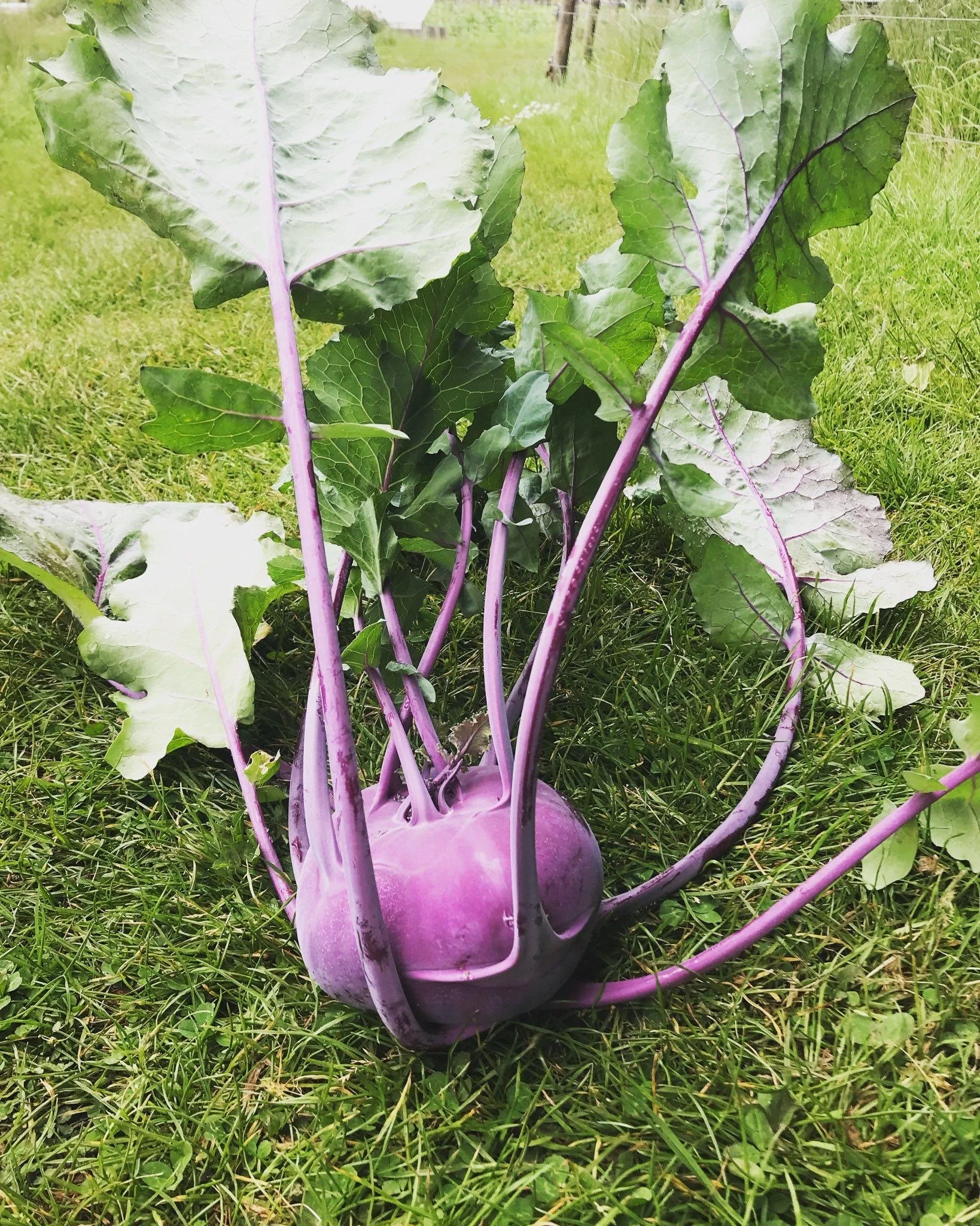 Een paarse wortel met grote groene bladeren ligt op gras.