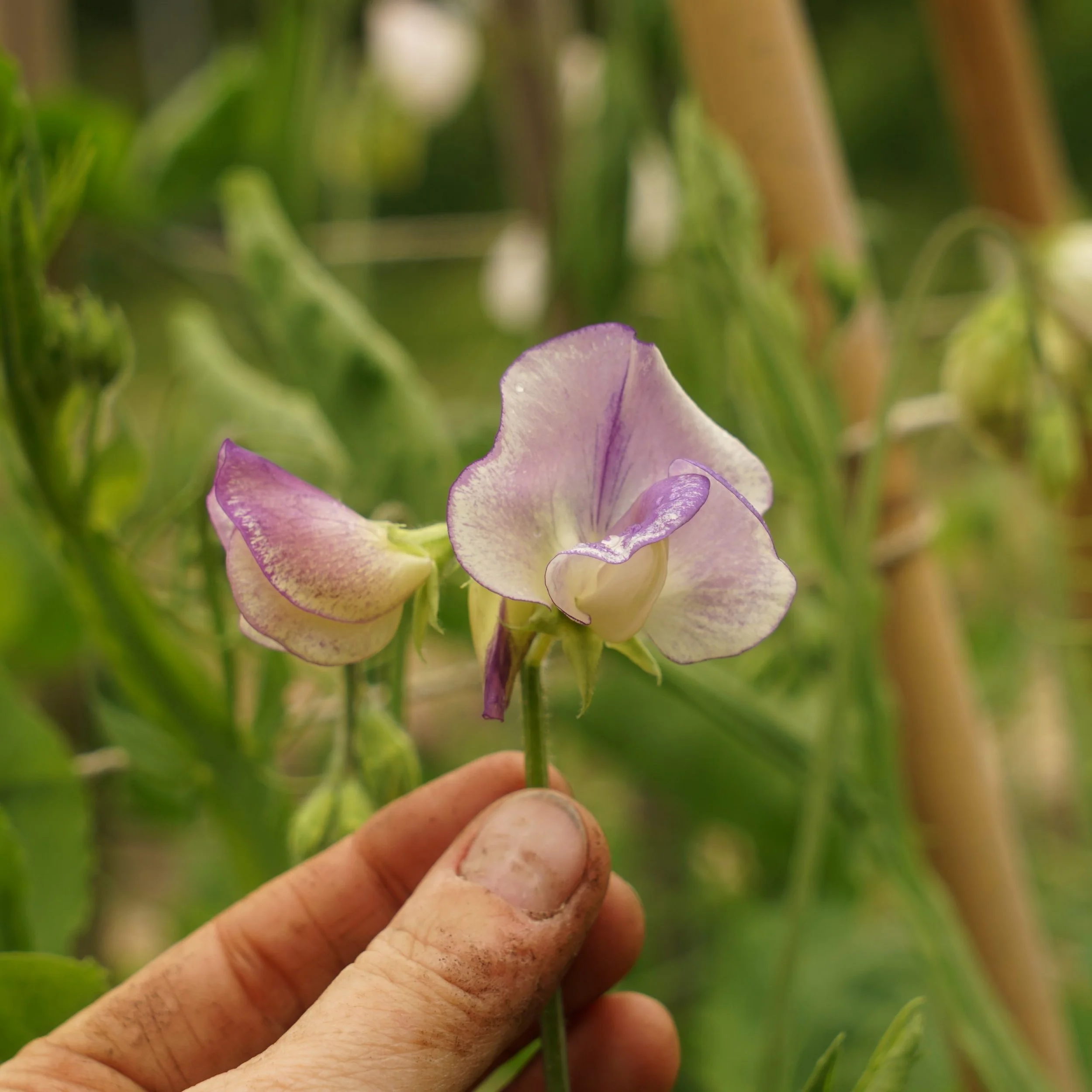 Een hand houdt een violette en witte peulvruchtbloem in een tuin of veld met groen blad op de achtergrond.