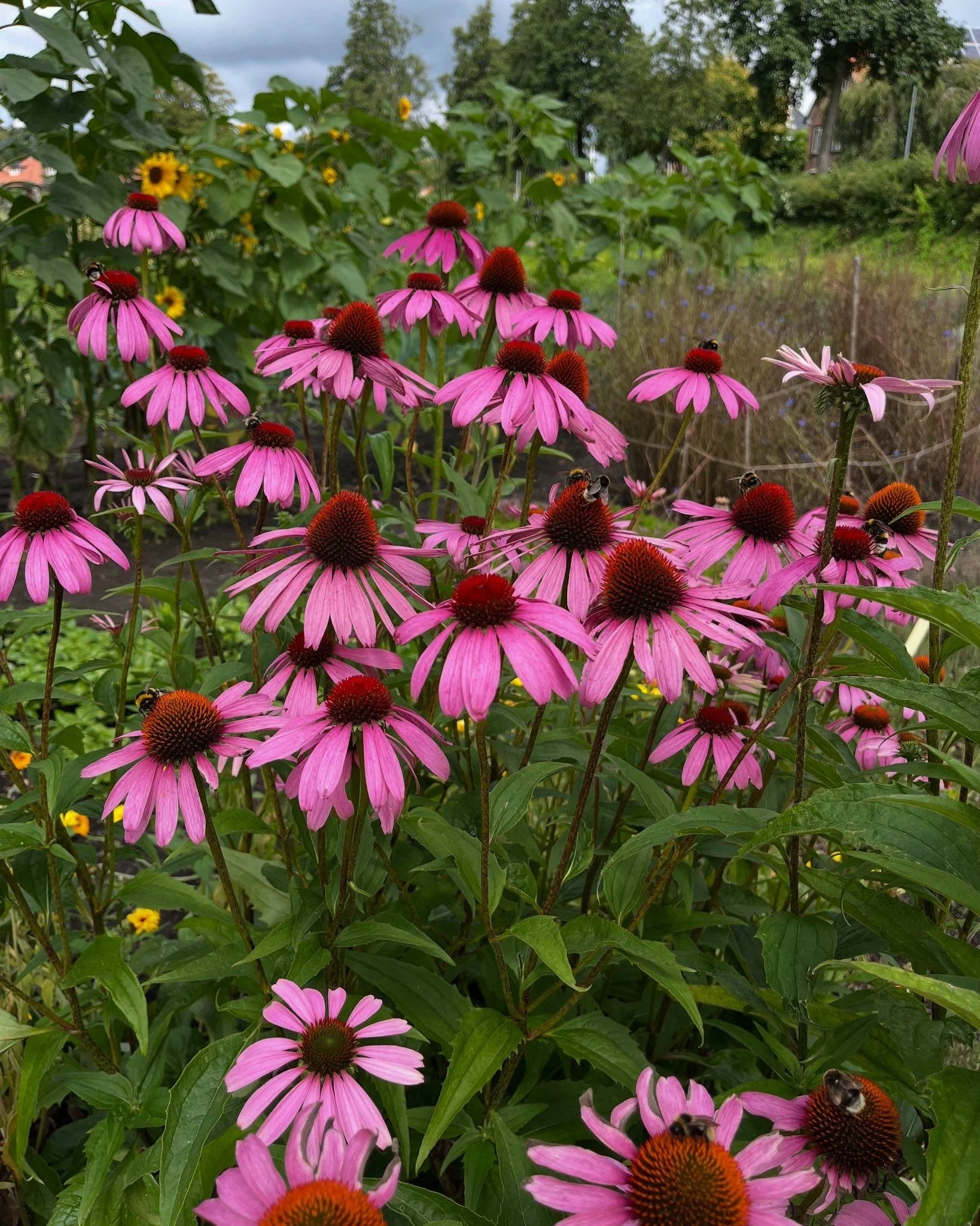 Virtuele tuin met roze Echinacea bloemen en bijen die erop landen, met groene bladeren en een achtergrond van bomen en een bewolkte hemel.