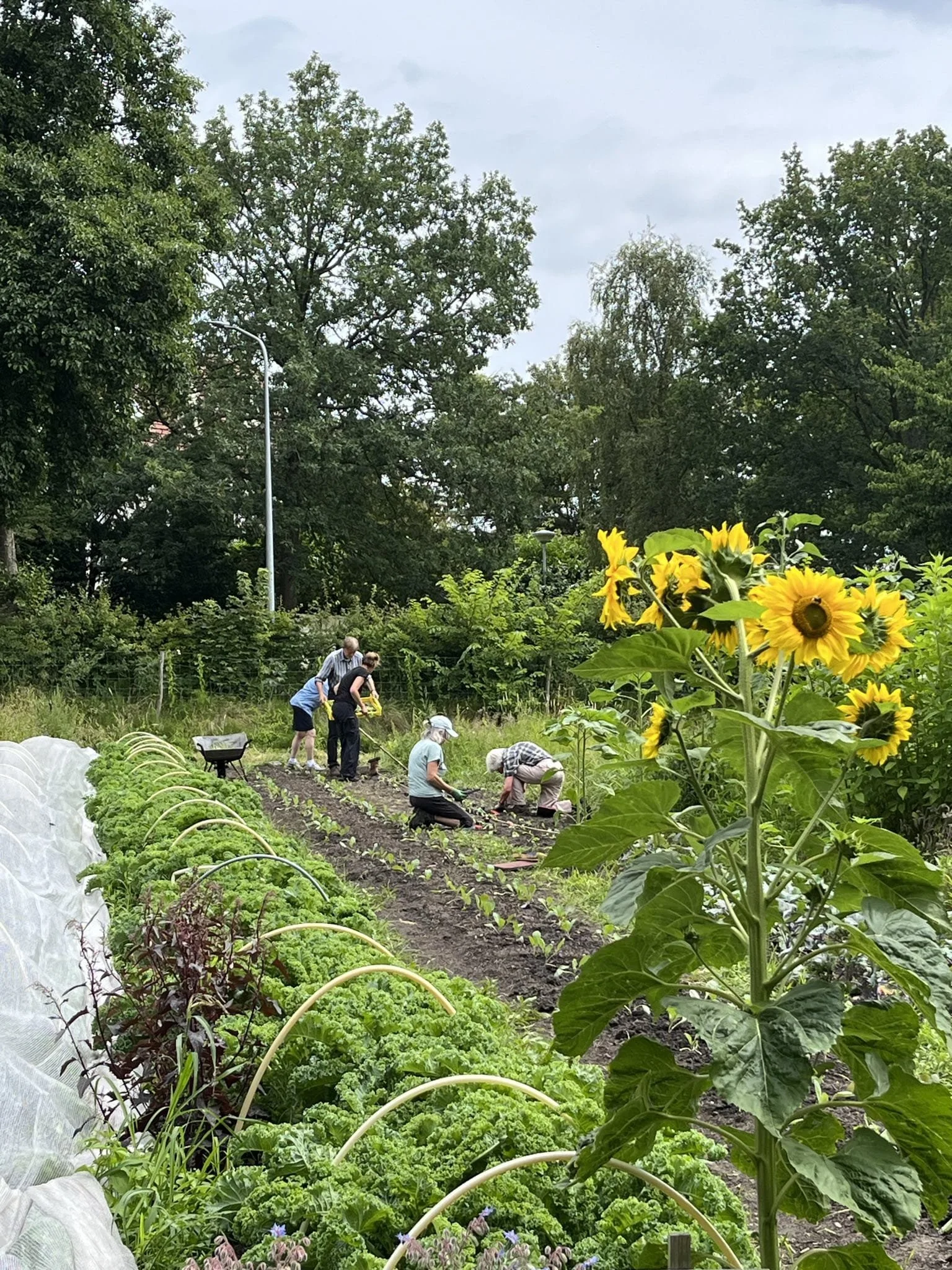 Mensen die tuinieren op een moestuin met zonnebloemen en groenten, onder een bewolkte hemel.