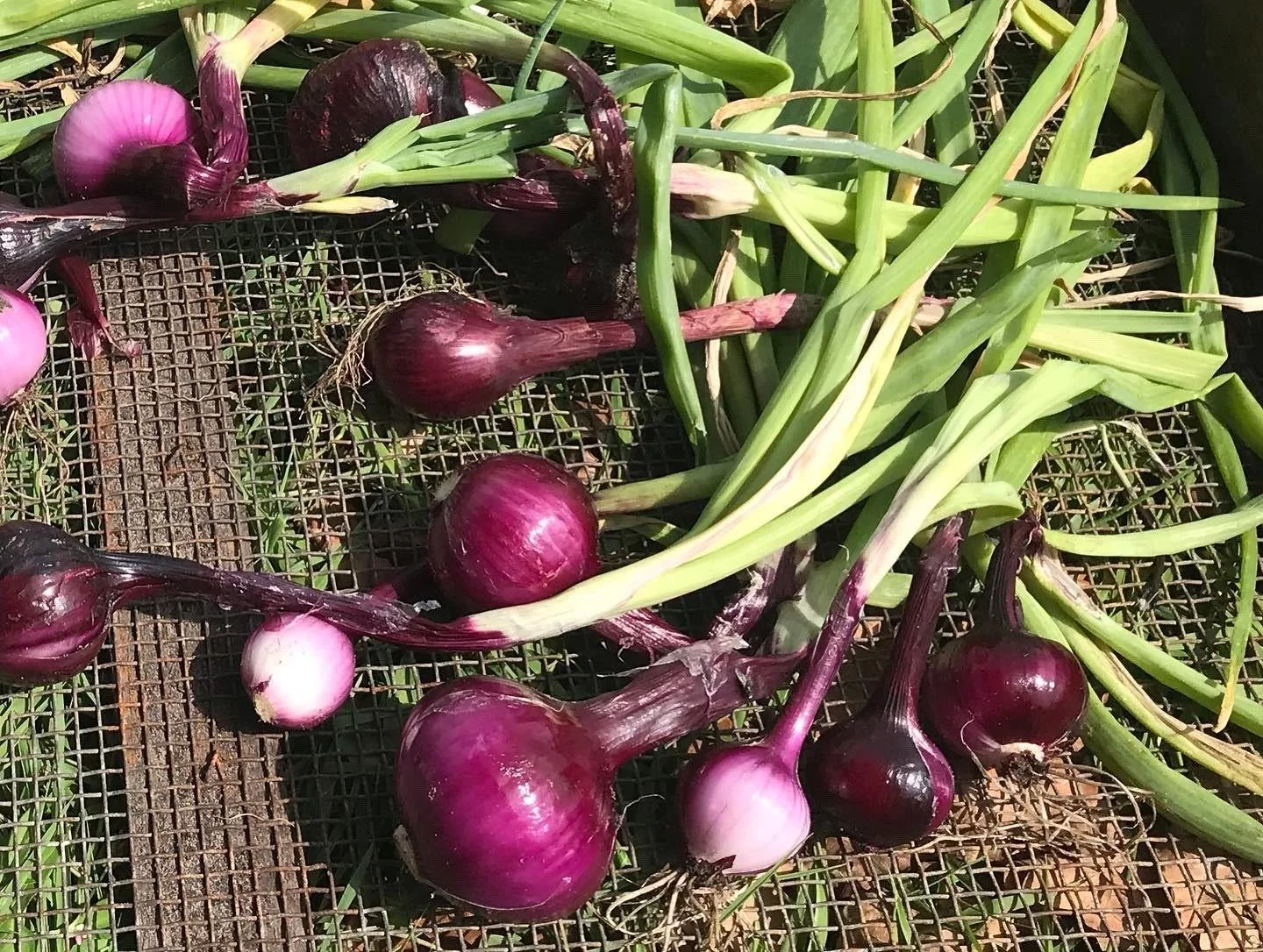 Diverse rode uien met groene spruiten liggen op een metalen rooster in de zon.