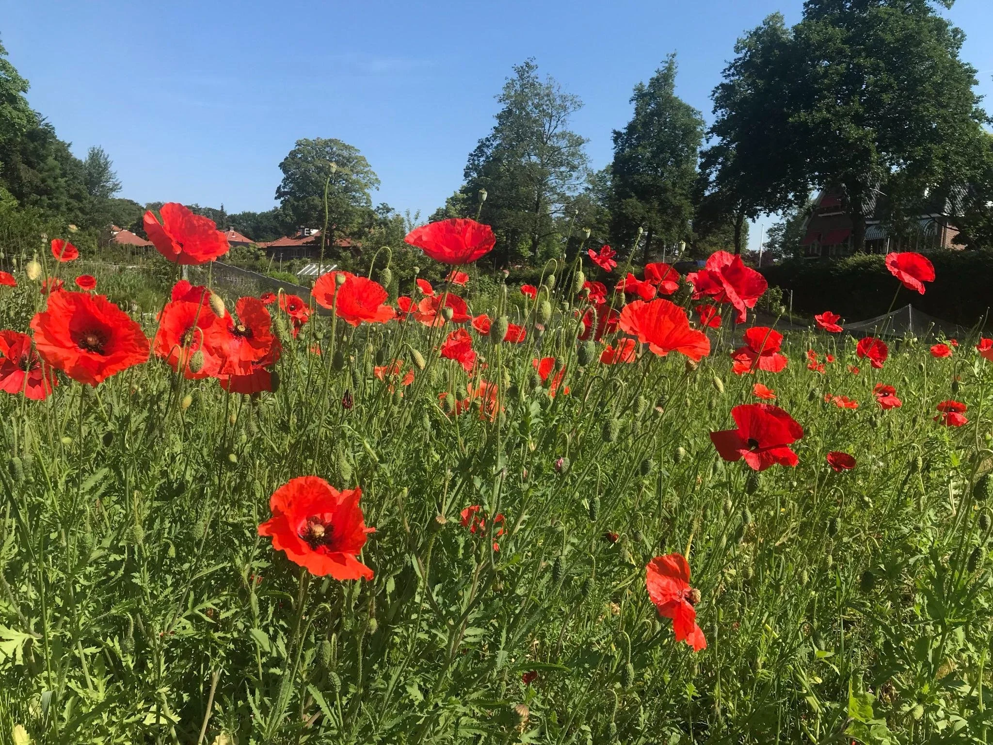 Een veld met rode papavers onder een blauwe lucht, met bomen en huizen op de achtergrond.