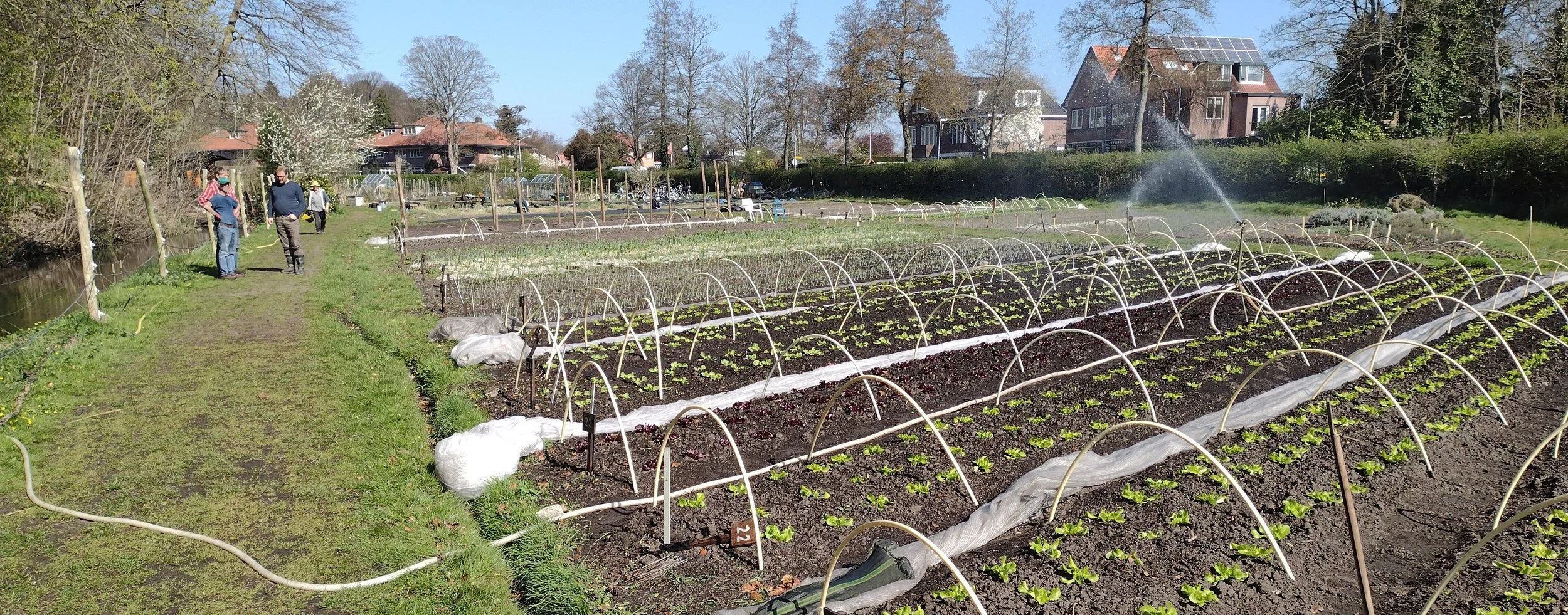 Groene moestuin met jonge planten en tuinieren door mensen, met huizen en bomen op de achtergrond.