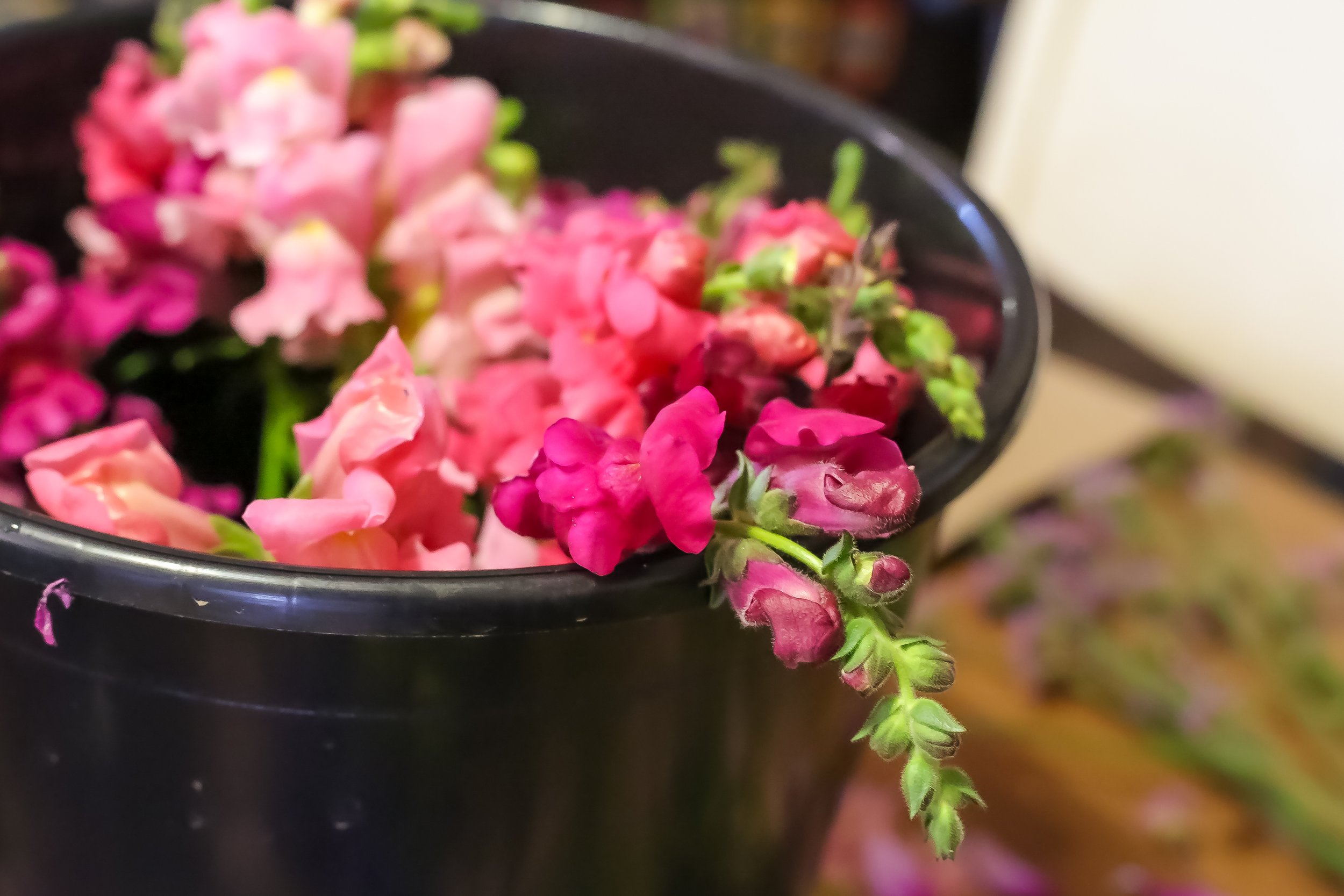 Pink and purple snapdragon flowers in a black container.