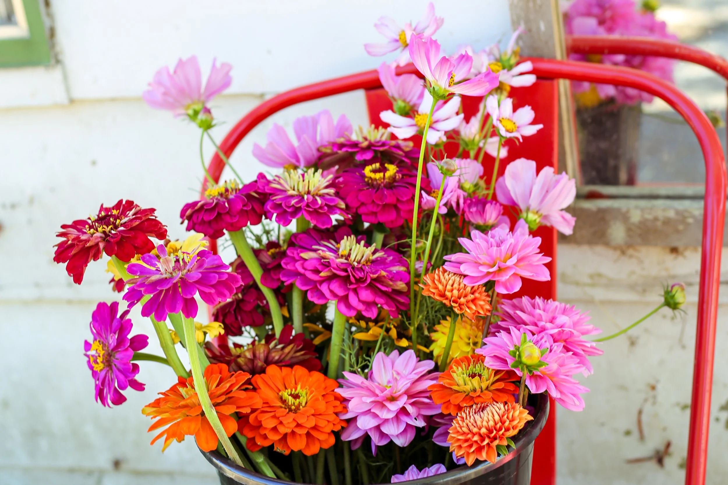 A bucket of colorful flowers including pink, red, orange, and purple blooms, displayed on a red metal hand truck against a white wall.