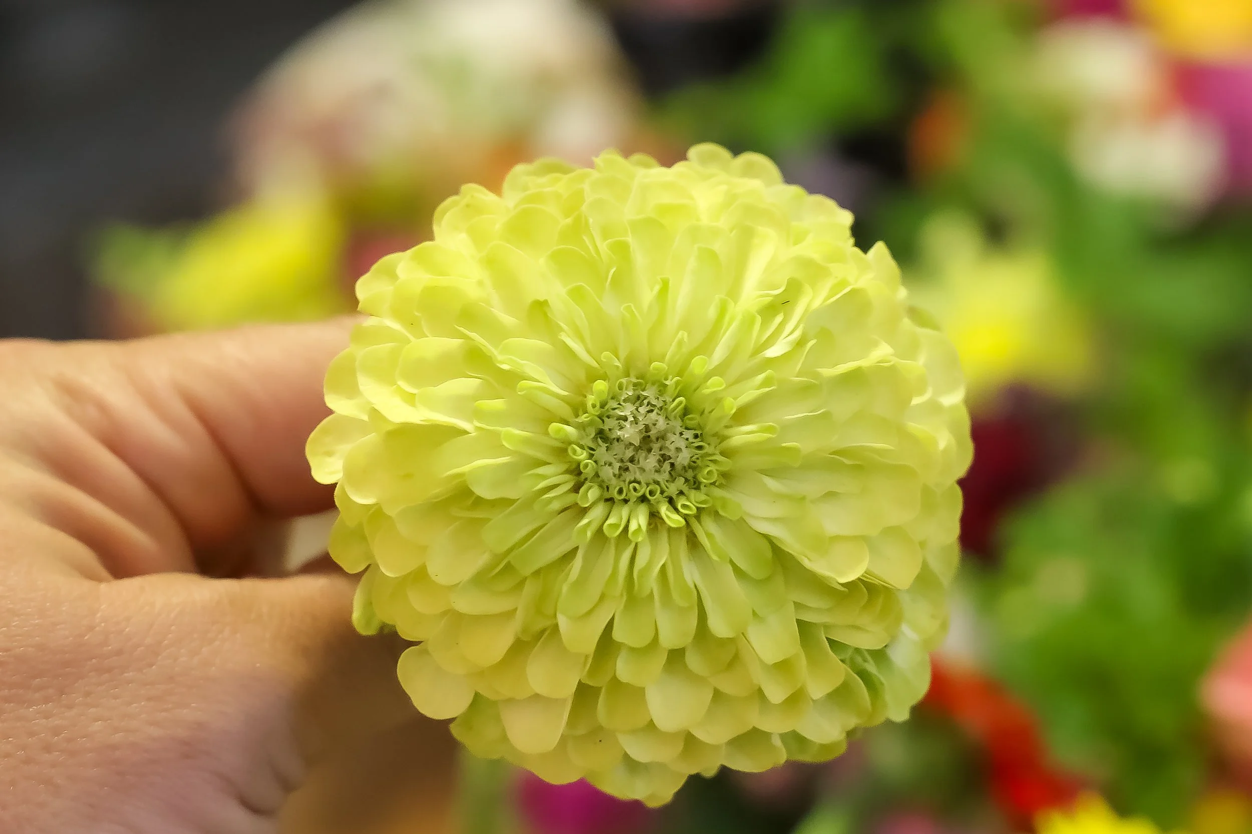 Close-up of a pale yellow or cream-colored dahlia flower being held by a person's hand, with a blurred background of colorful flowers.